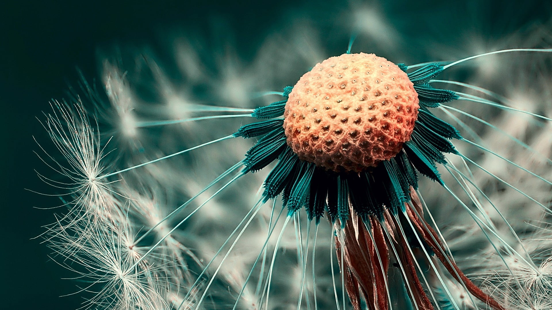white dandelion wallpaper flower selective focus photography 2k