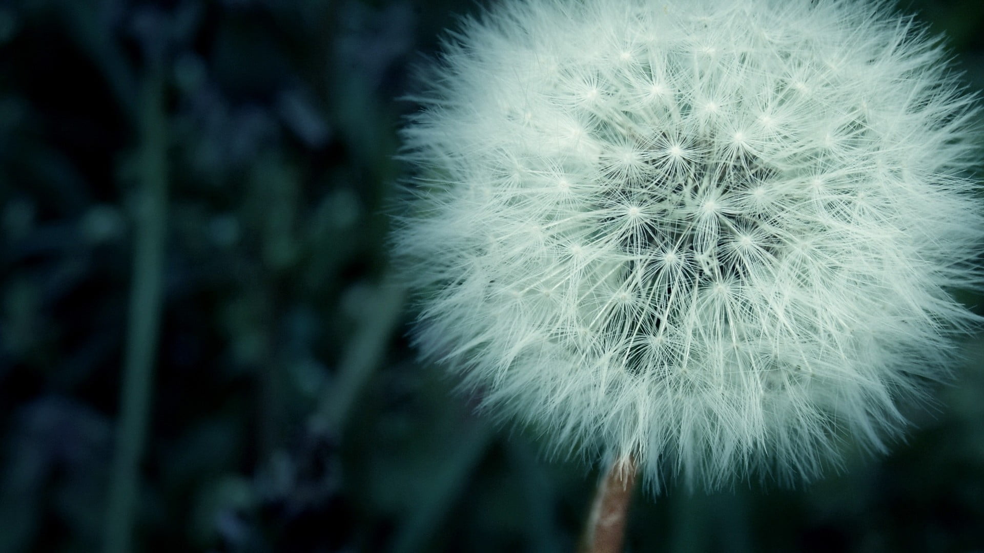 white dandelion flowers macro fragility vulnerability plant 2k