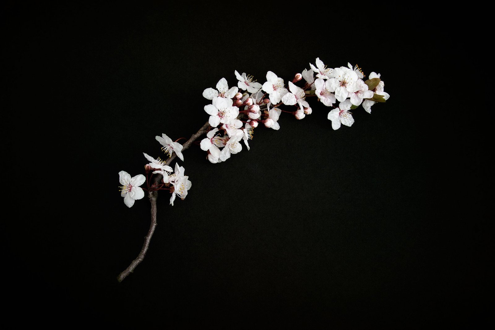 white flowers with black background cherry blossom twig 2k