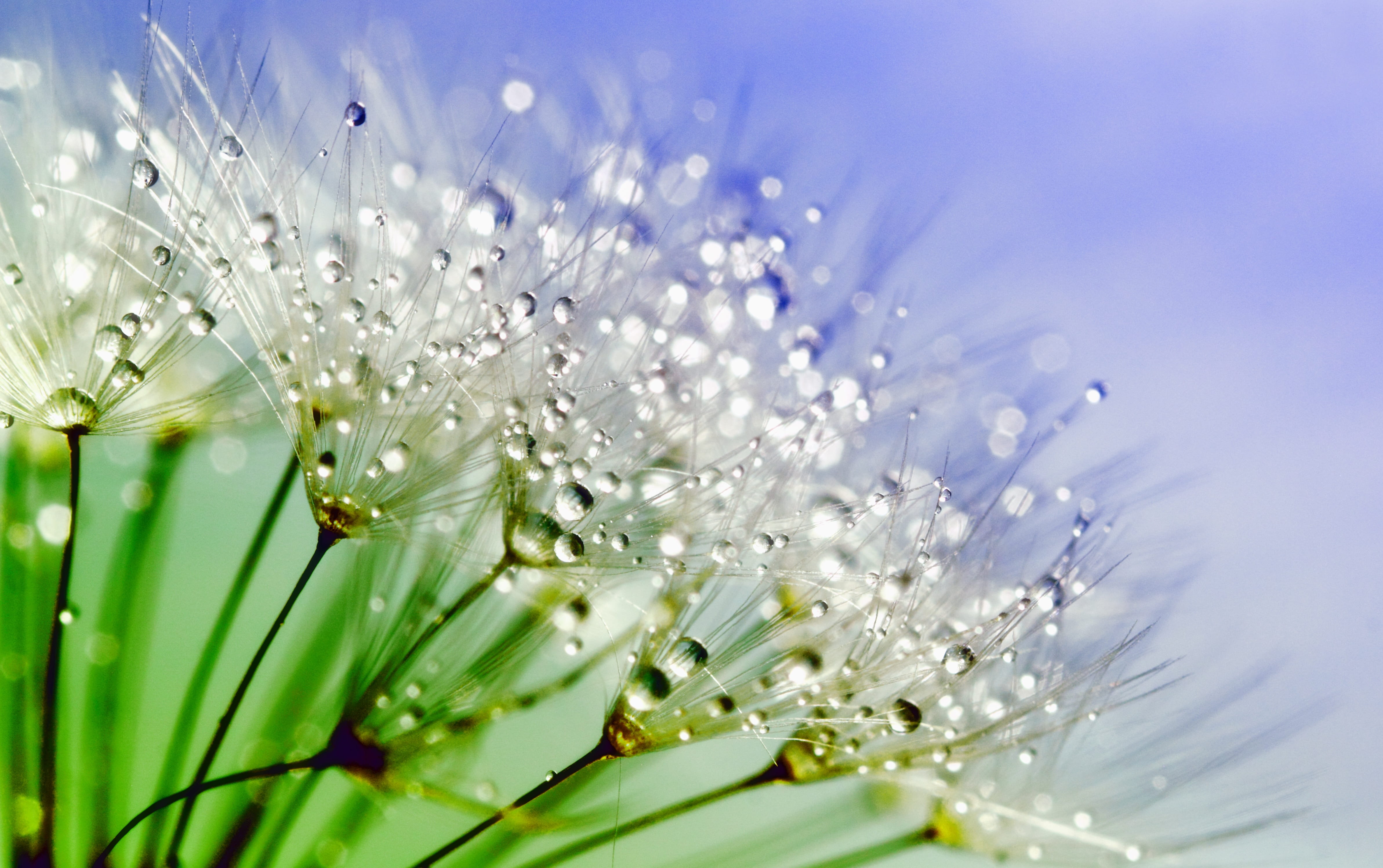 White Flowers With Water Droplets in Macro Shot beautiful blur 2k 4k 5k
