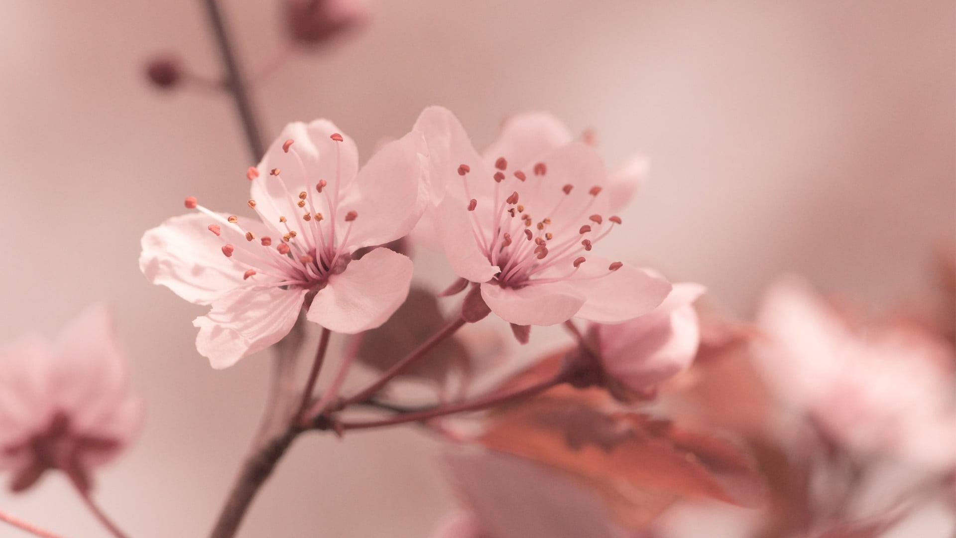 white flowers closeup photo of pink cherry blossoms nature 2k