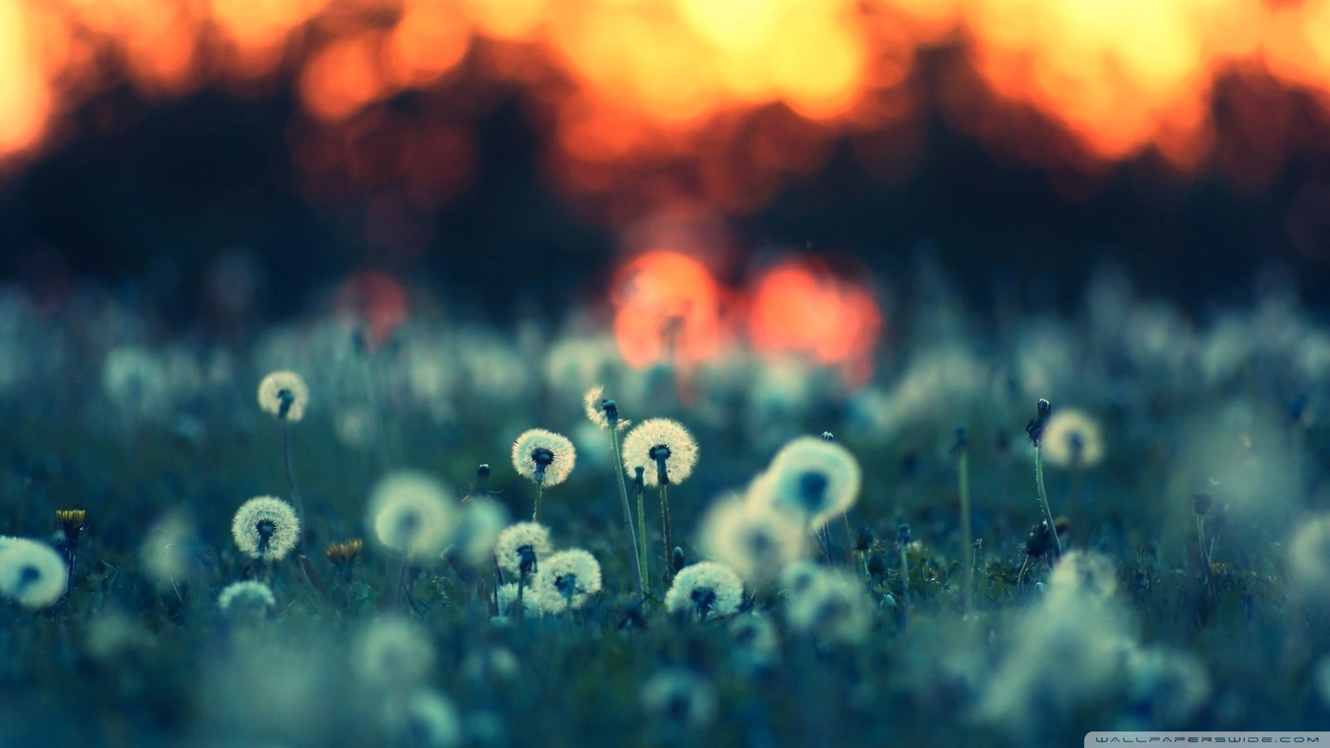 white flowers macro dandelion plants selective focus nature 2k