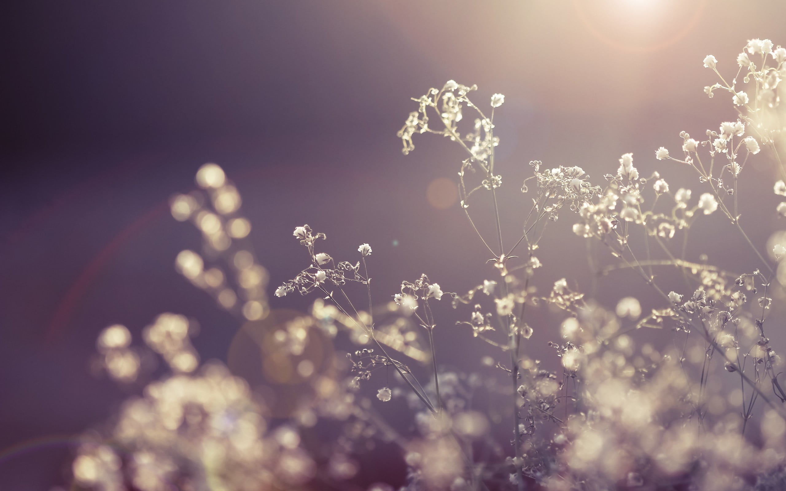 white flowers plants macro nature defocused season backgrounds 2k