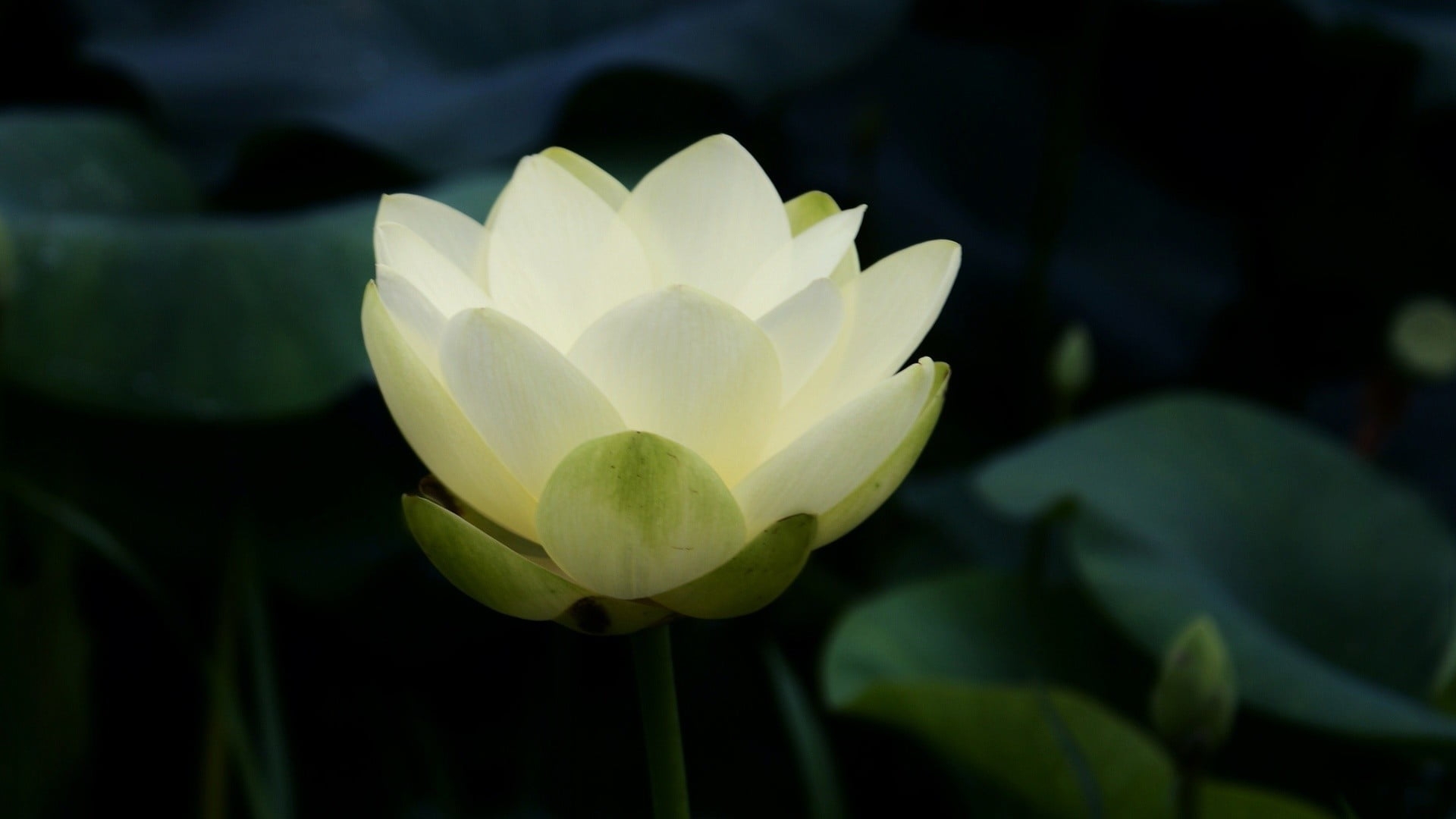 white lotus flower nature flowers closeup petals 2k