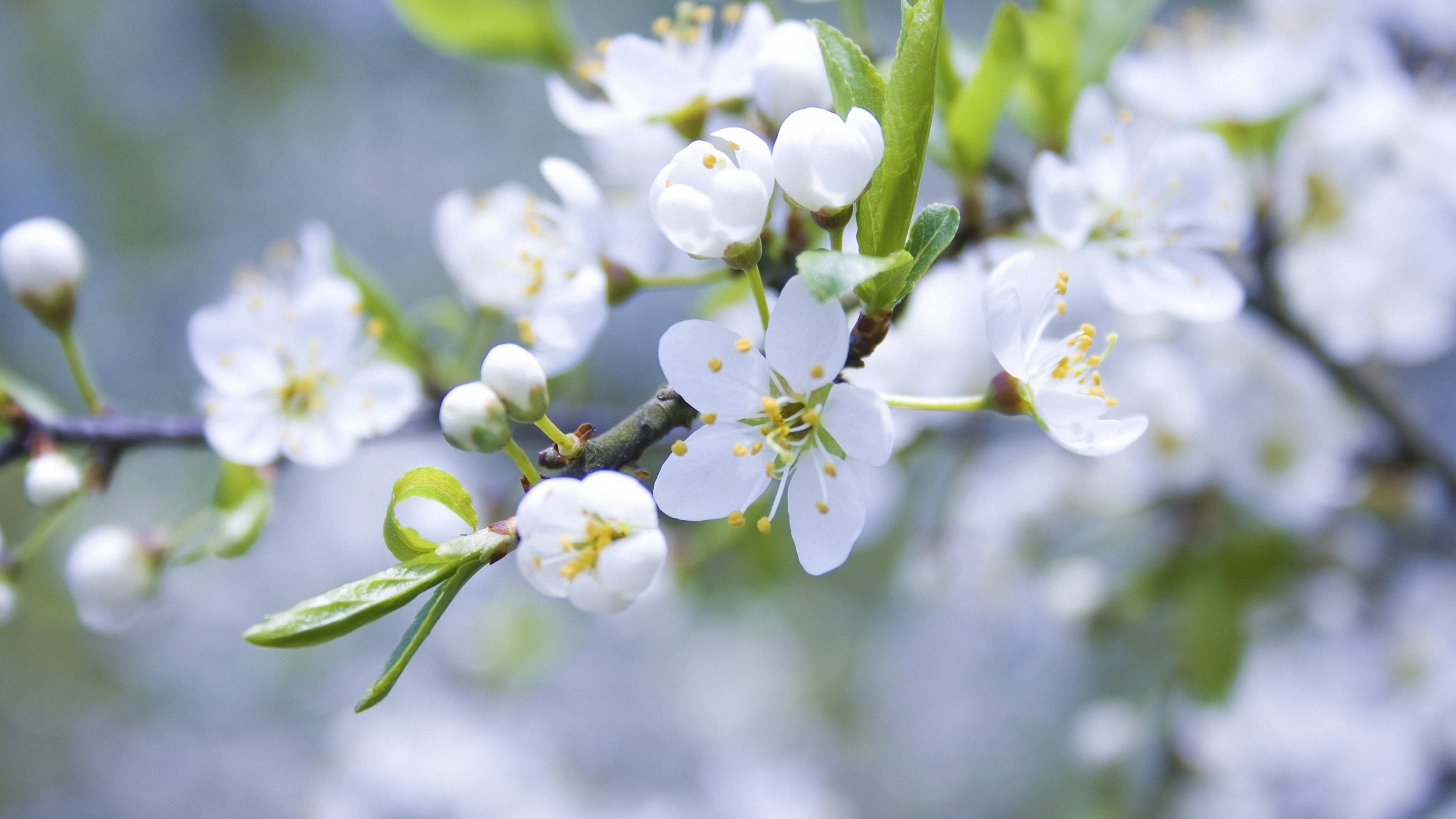 white petaled flower spring branch apple flowering nature 2k