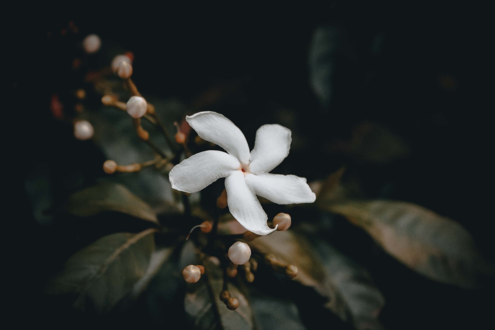 white pinwheel jasmine flower bud nature plant petal frangipani 2k 4k 5k