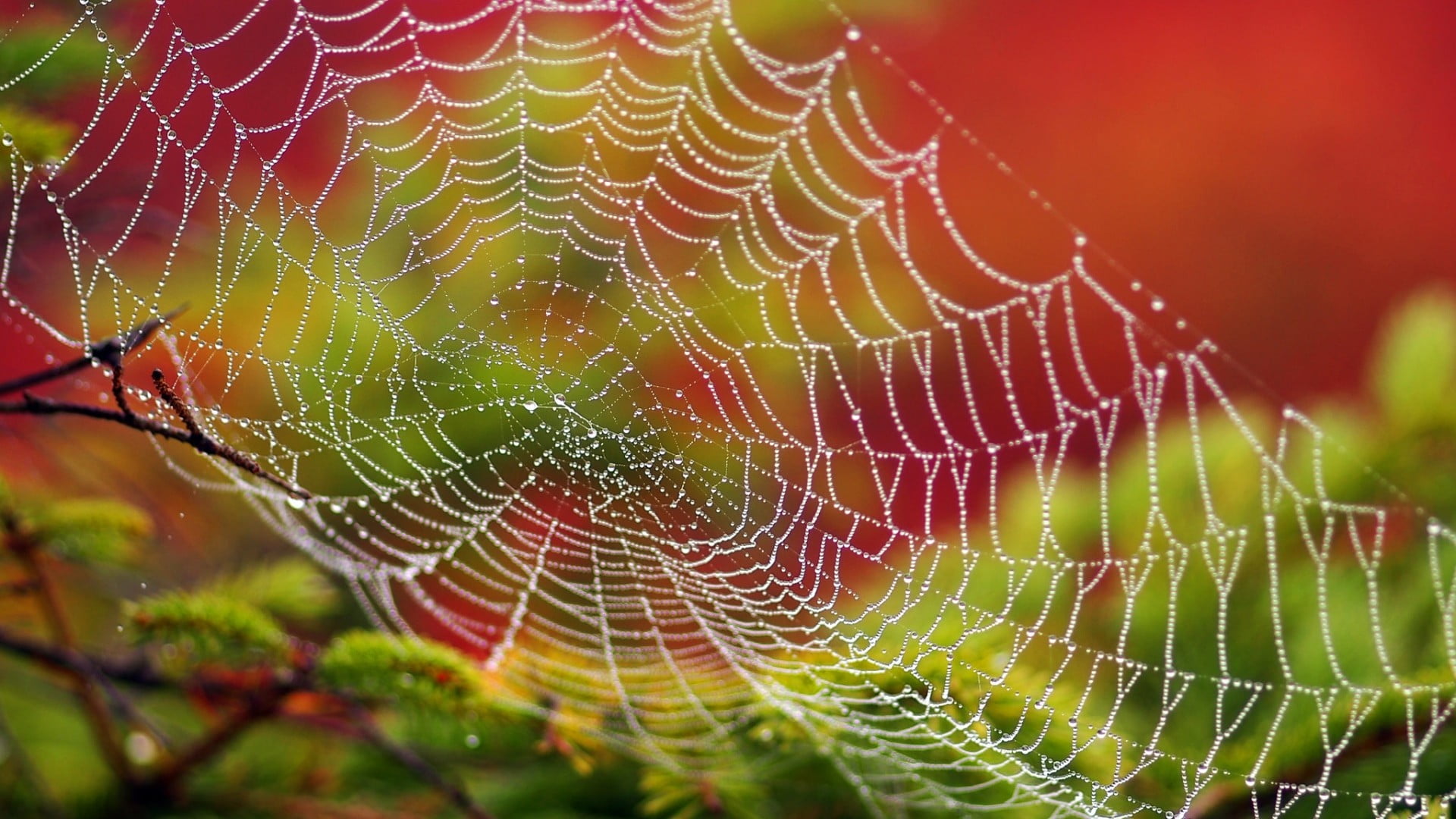 white spider web with water dew in closeup photography 2k