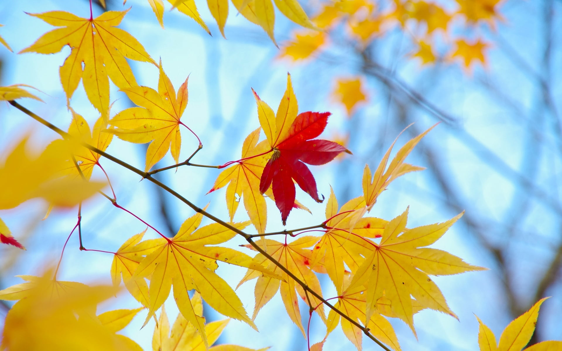 yellow and red leaves autumn macro background tree Wallpaper 2k
