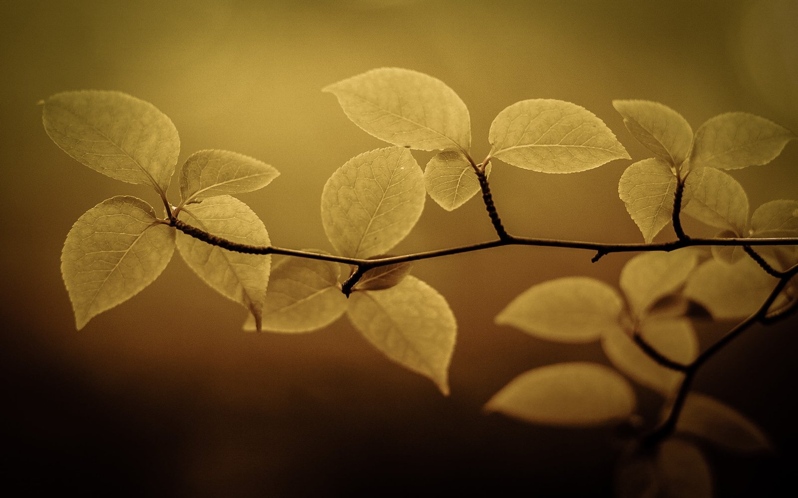 yellow leaf selective focus photo of green plant nature 2k