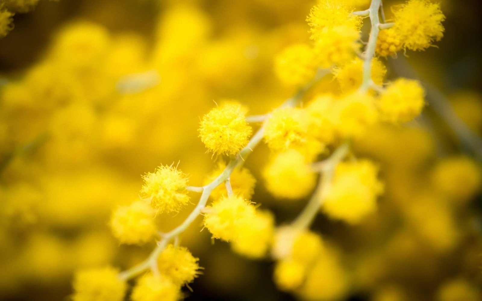 yellow petaled flower nature flowers macro 2k