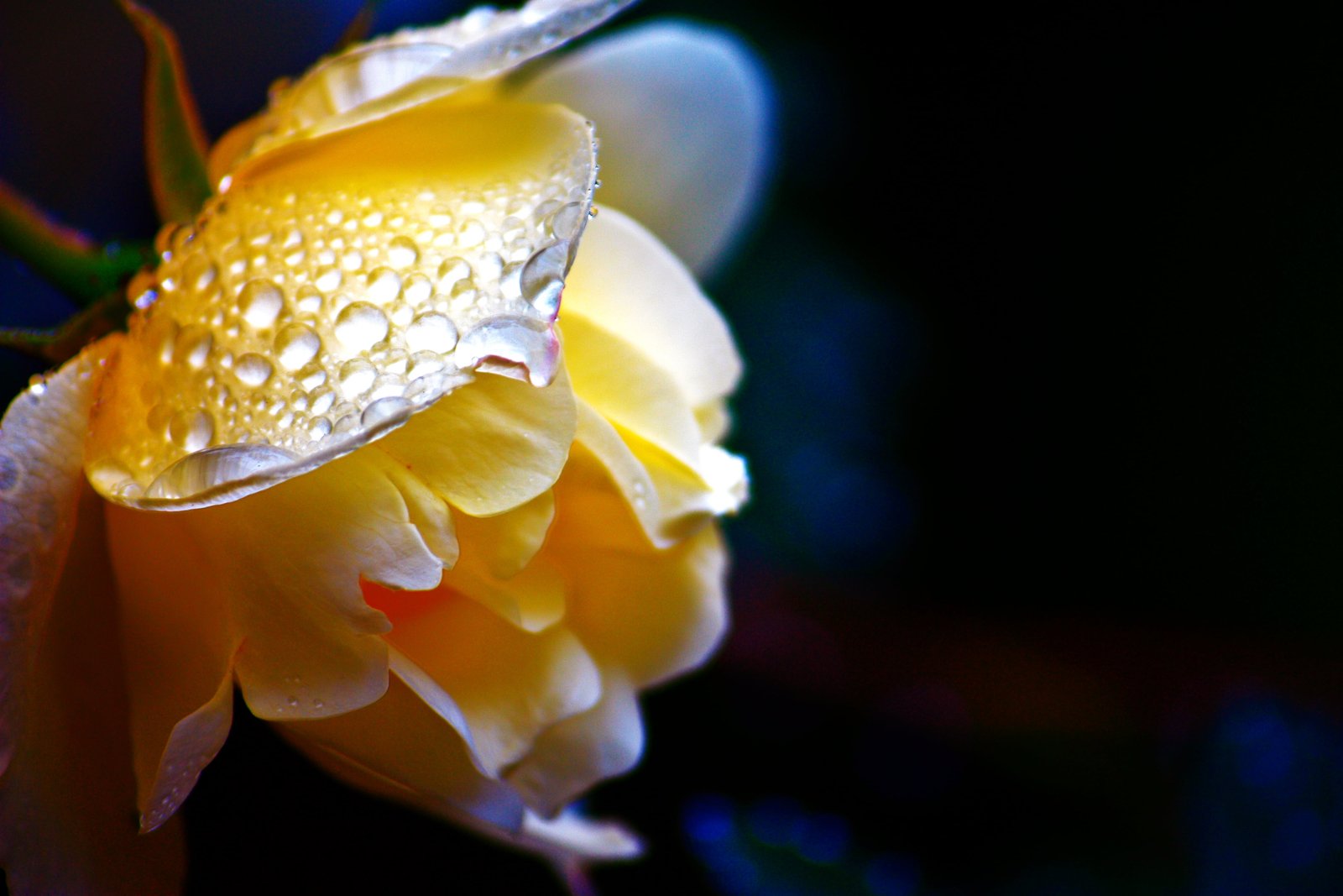 yellow petaled flower rose nature close up macro plant 2k 4k