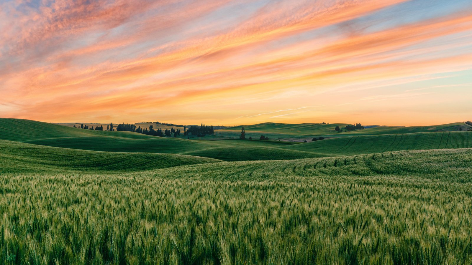 Field of Green nature landscape 2k 4k 5k