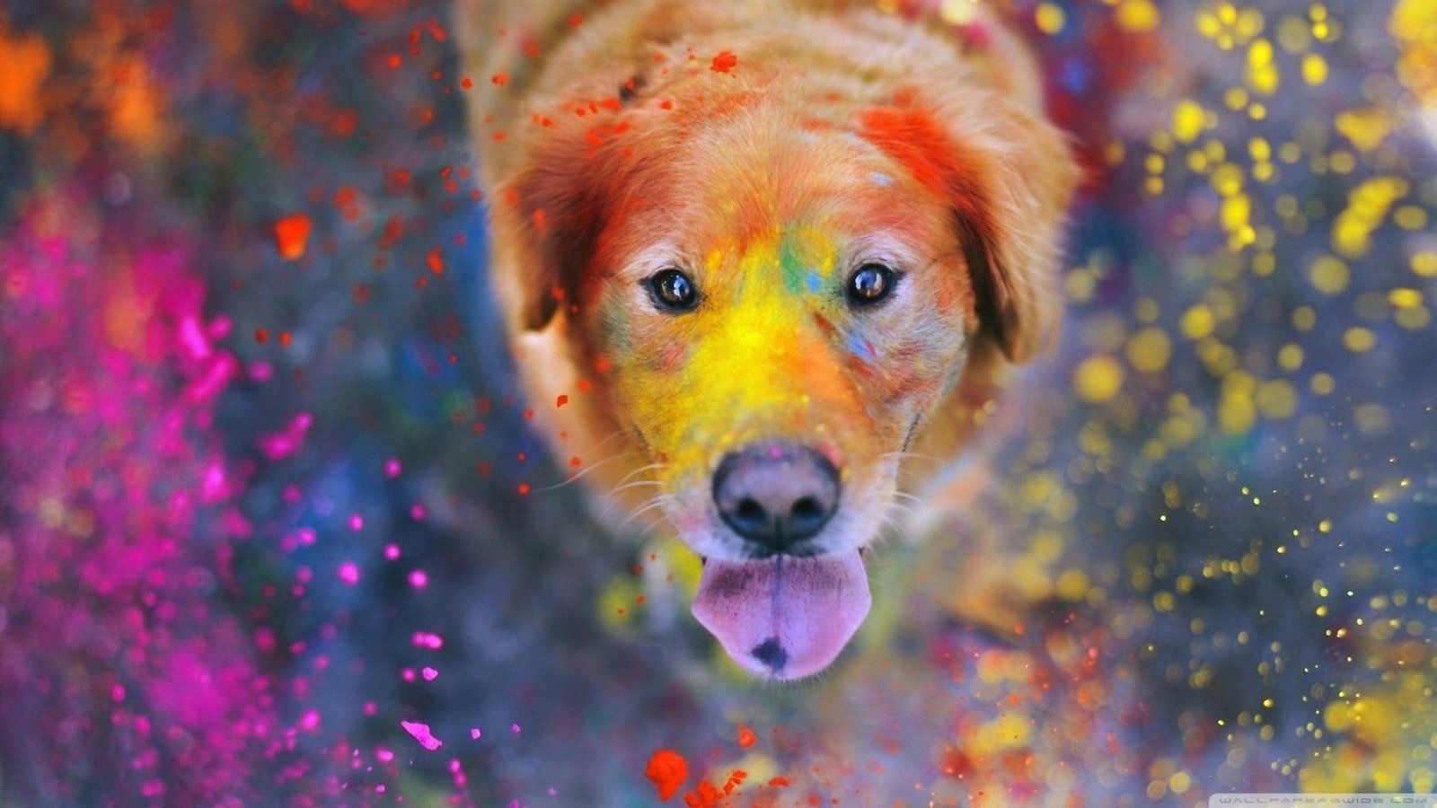 adult yellow Labrador retriever brown dog animals paint splatter 2k