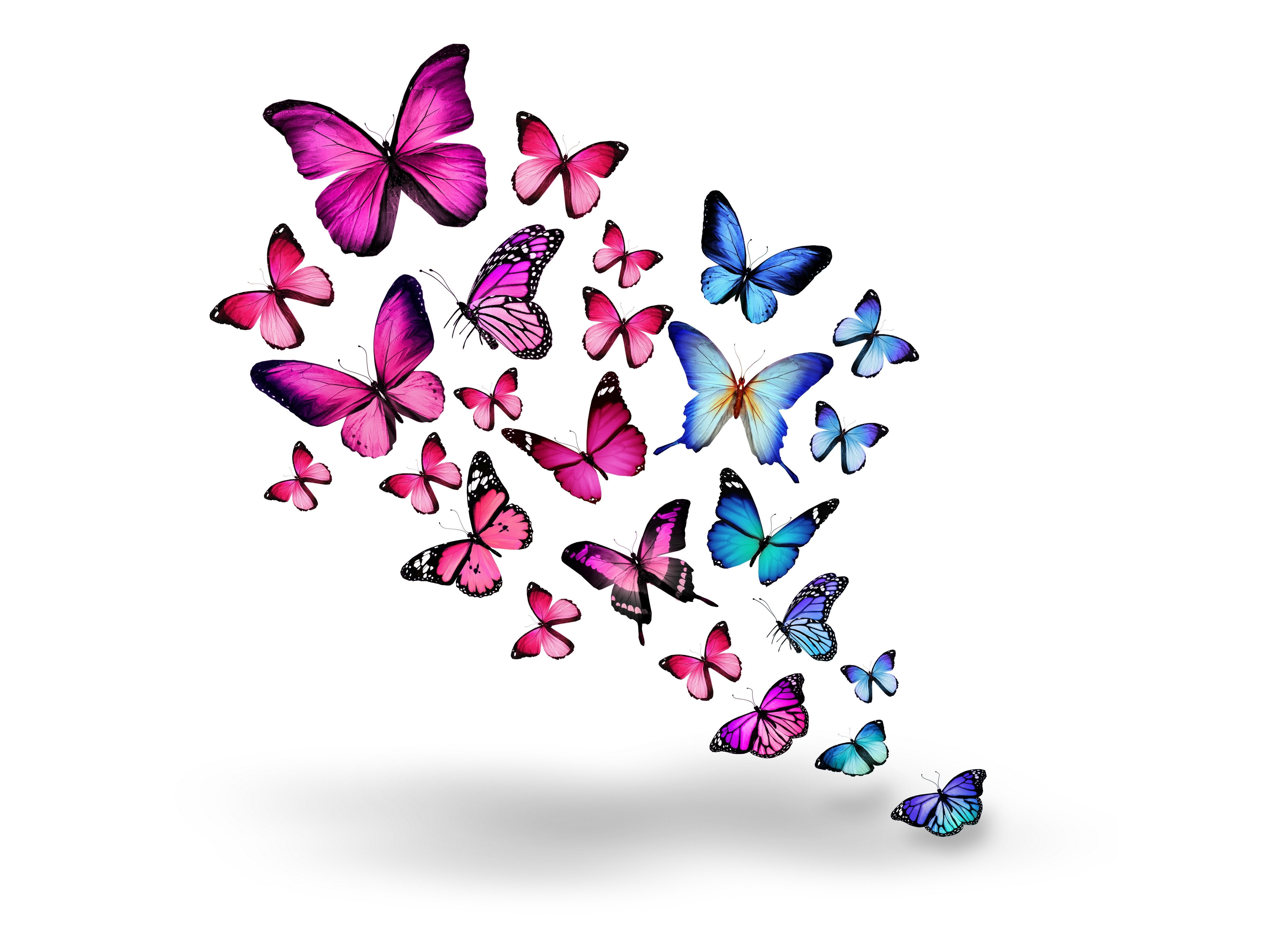 animals bokeh butterflies butterfly insects white background 2k 4k 5k