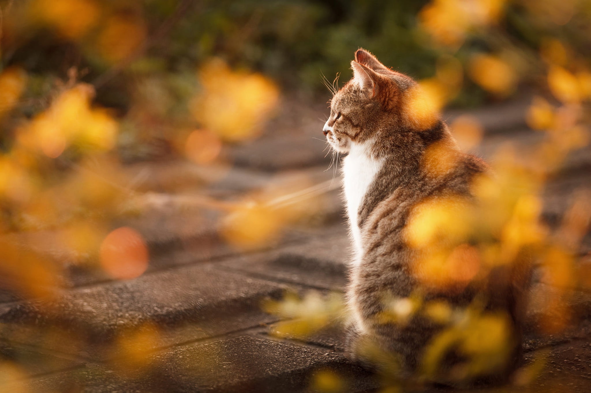 autumn cat look light nature tile back the sidewalk 2k