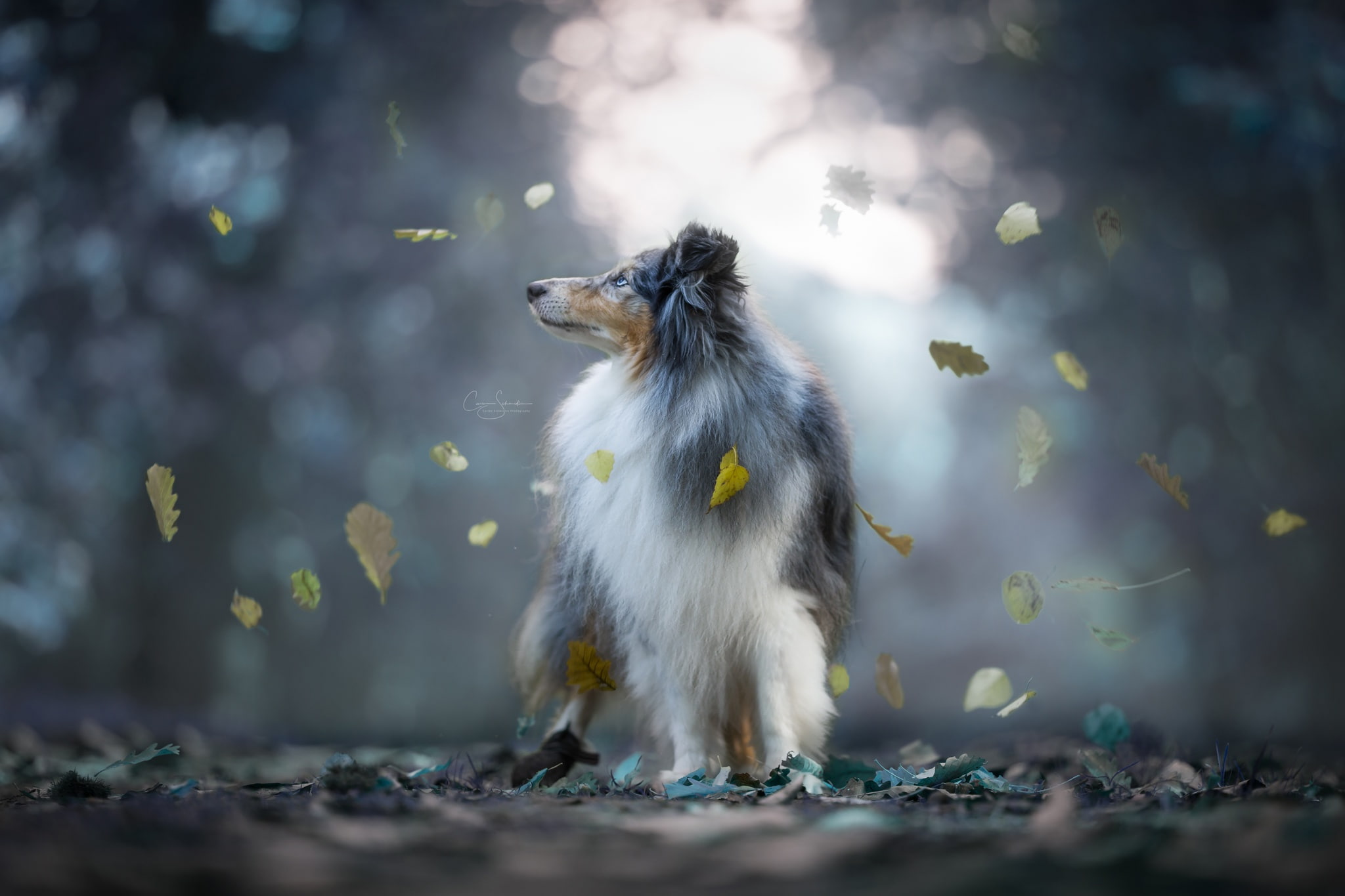 autumn leaves dog bokeh Sheltie Shetland Sheepdog 2k