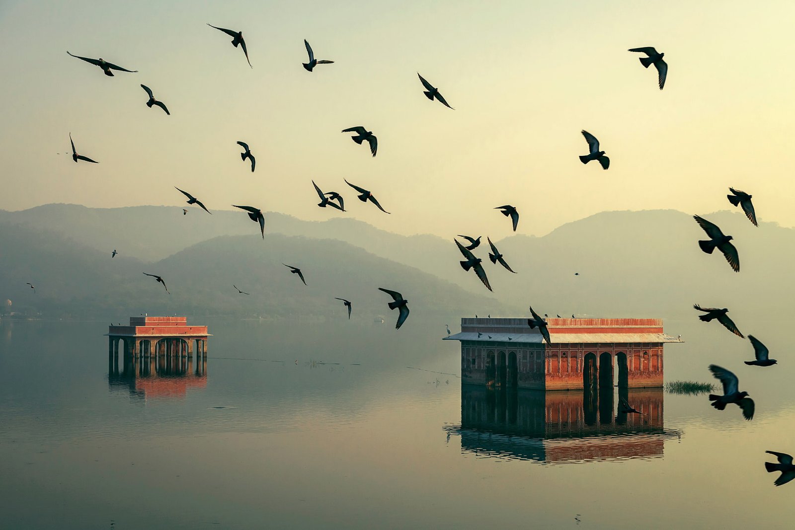 b birds bokeh home India Jaipur Mahesh Morning photography 2k