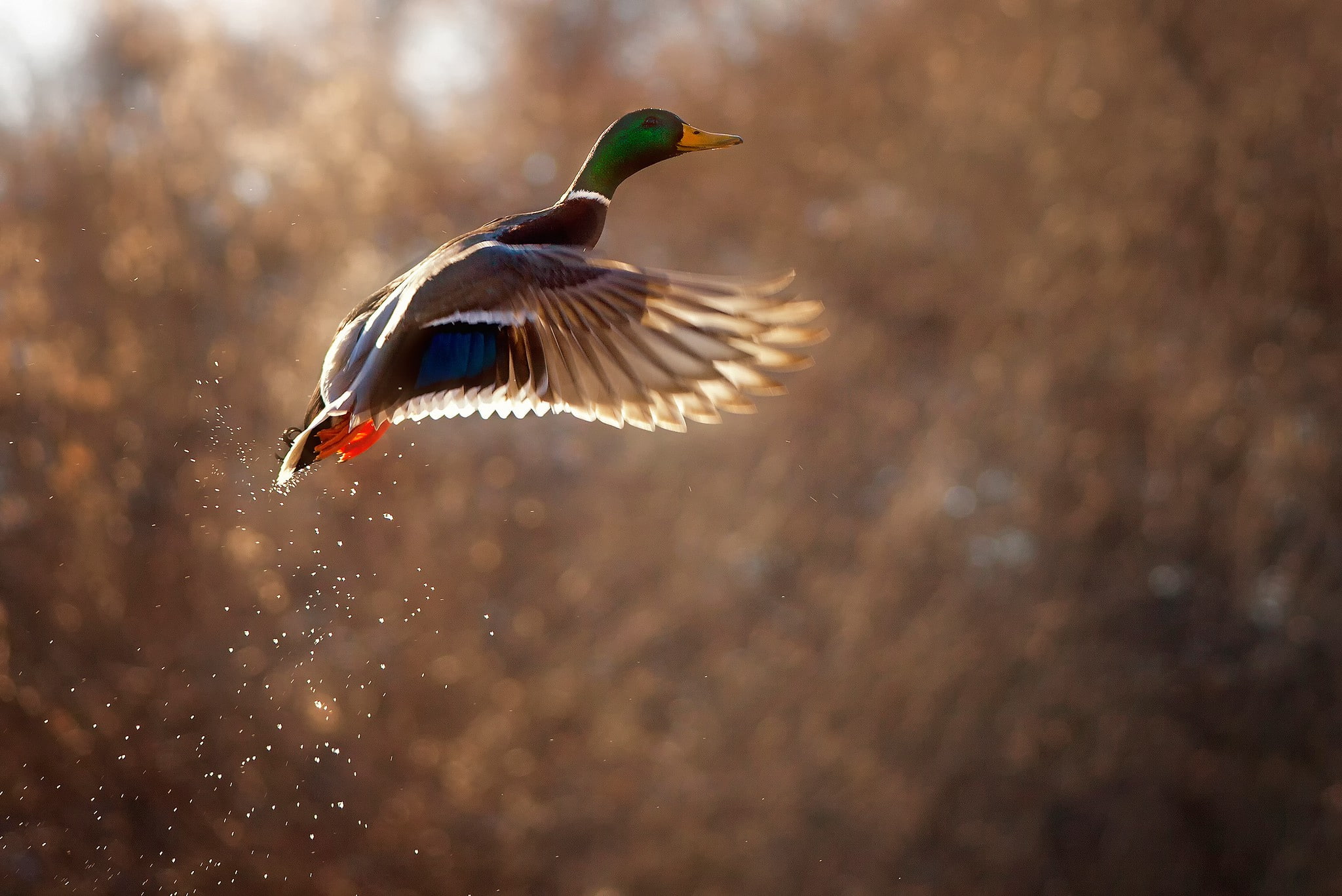 Bird duck brown and blue mallard background drops bokeh 2k