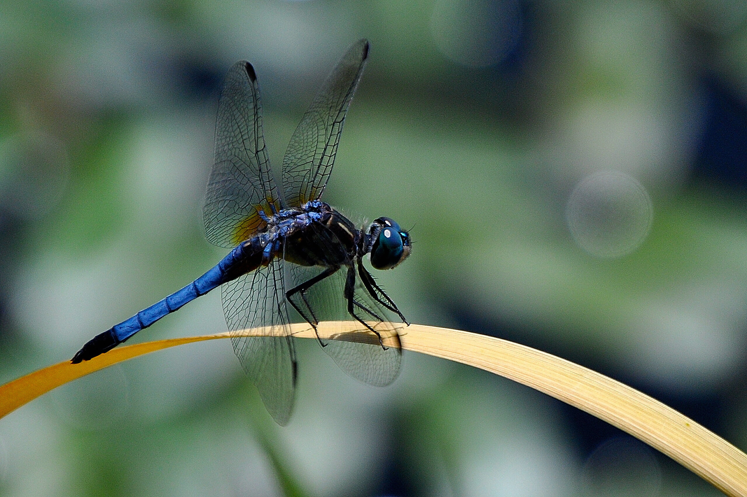blue and black skimmer perching on brown leaf during daytime 2k