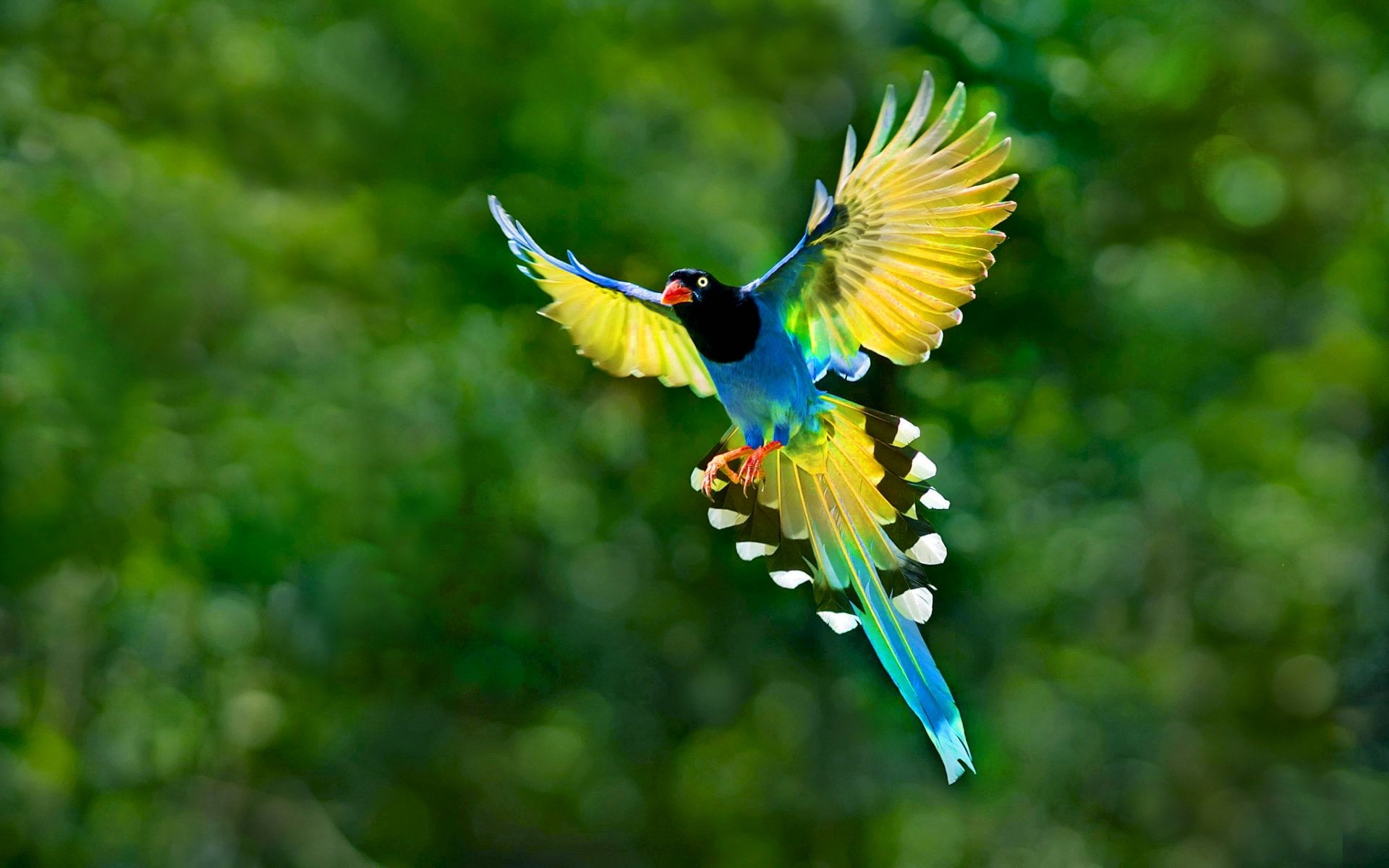 blue magpie Birds Taiwan Blue Magpie Animal Bokeh nature 2k
