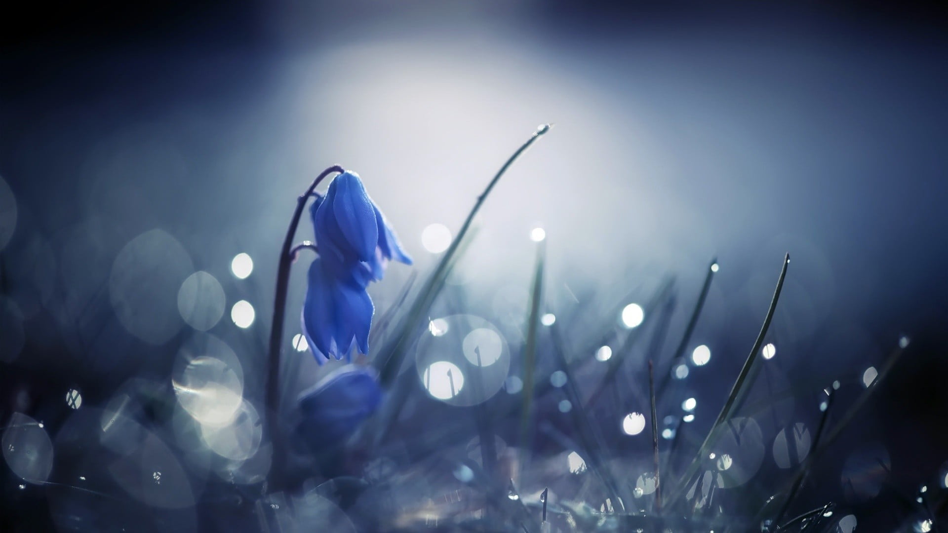 blue Siberian squill flowers flower in tilt shift lens photo 2k