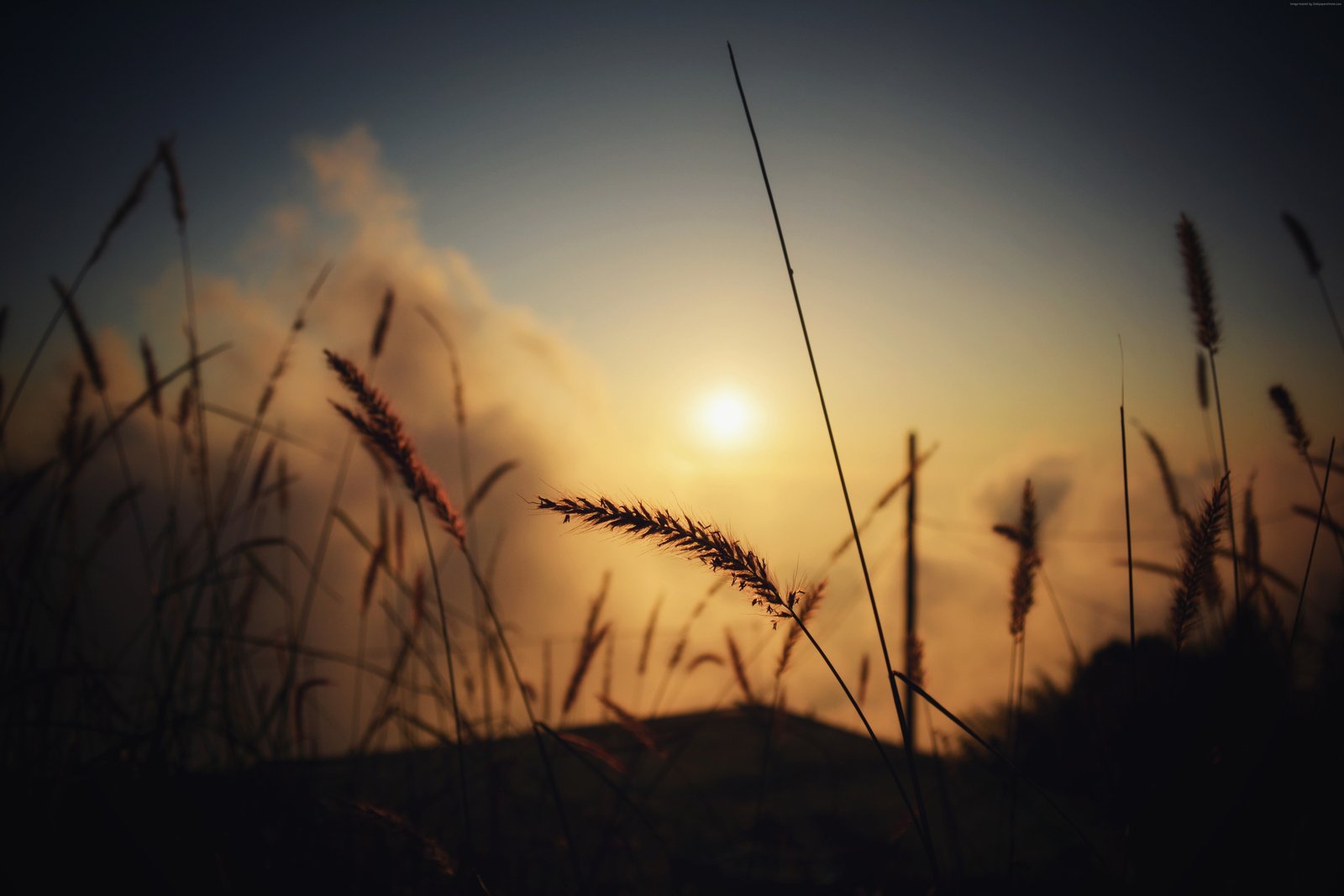 bokeh Field macro 2k 4k 5k