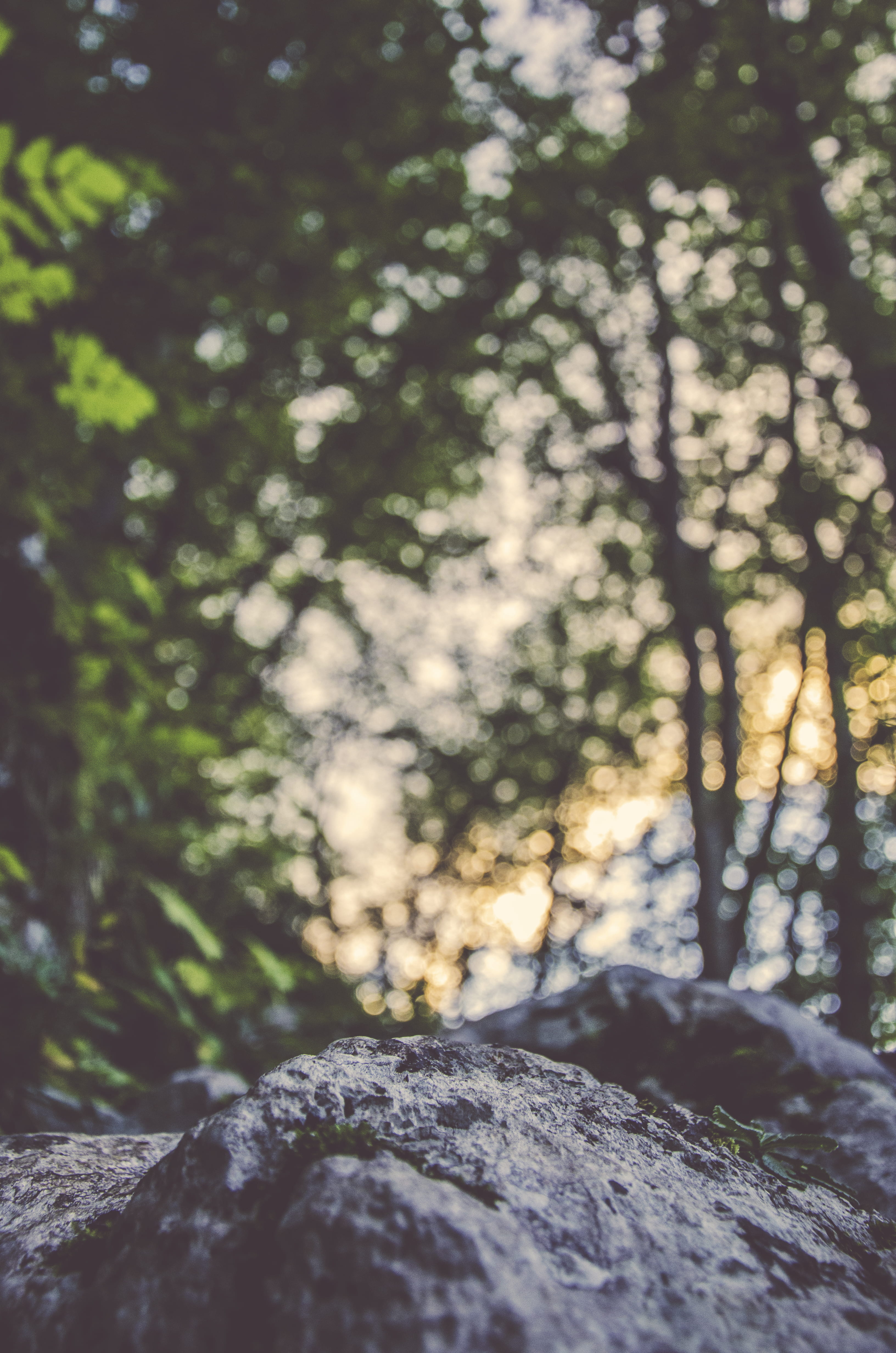 A large coarse rock under a canopy of trees against bokeh background photography 2k