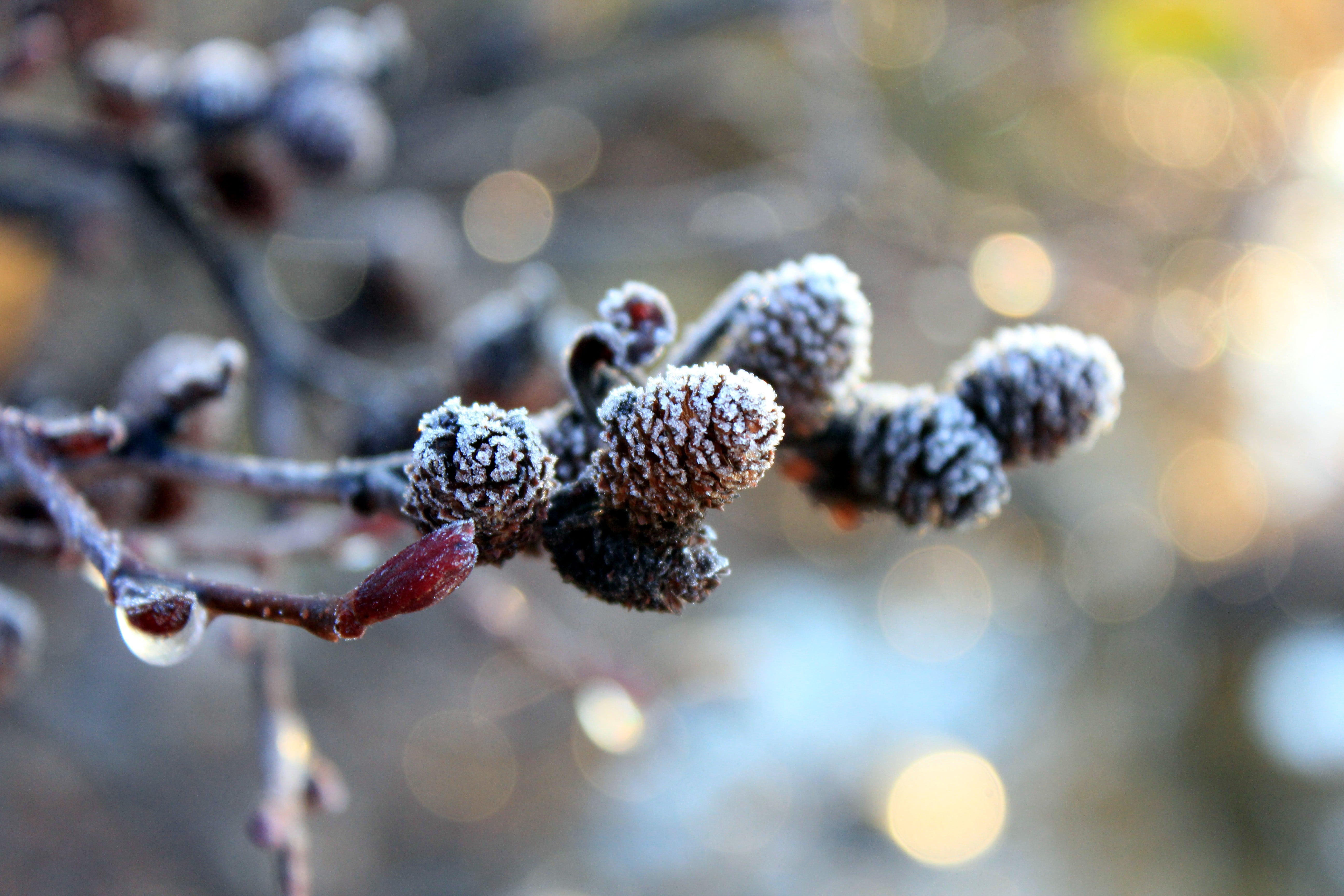 bokeh photography of brown fruit Christmas pine cones frost 2k 4k 5k