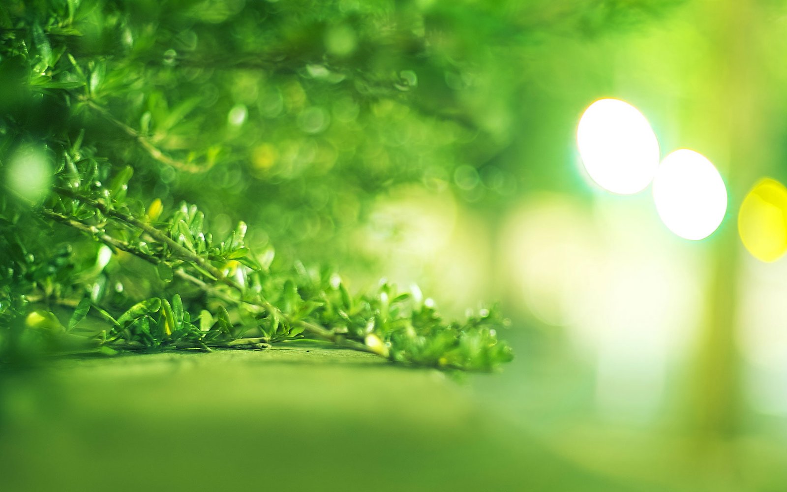Bright Green Branch Macro Bokeh 2k
