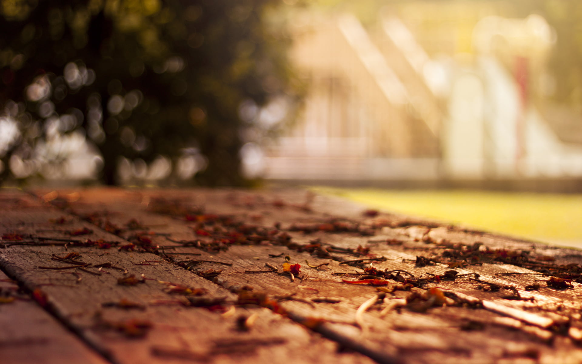 brown dried leaves tree foliage leaf home focus blur floor 2k