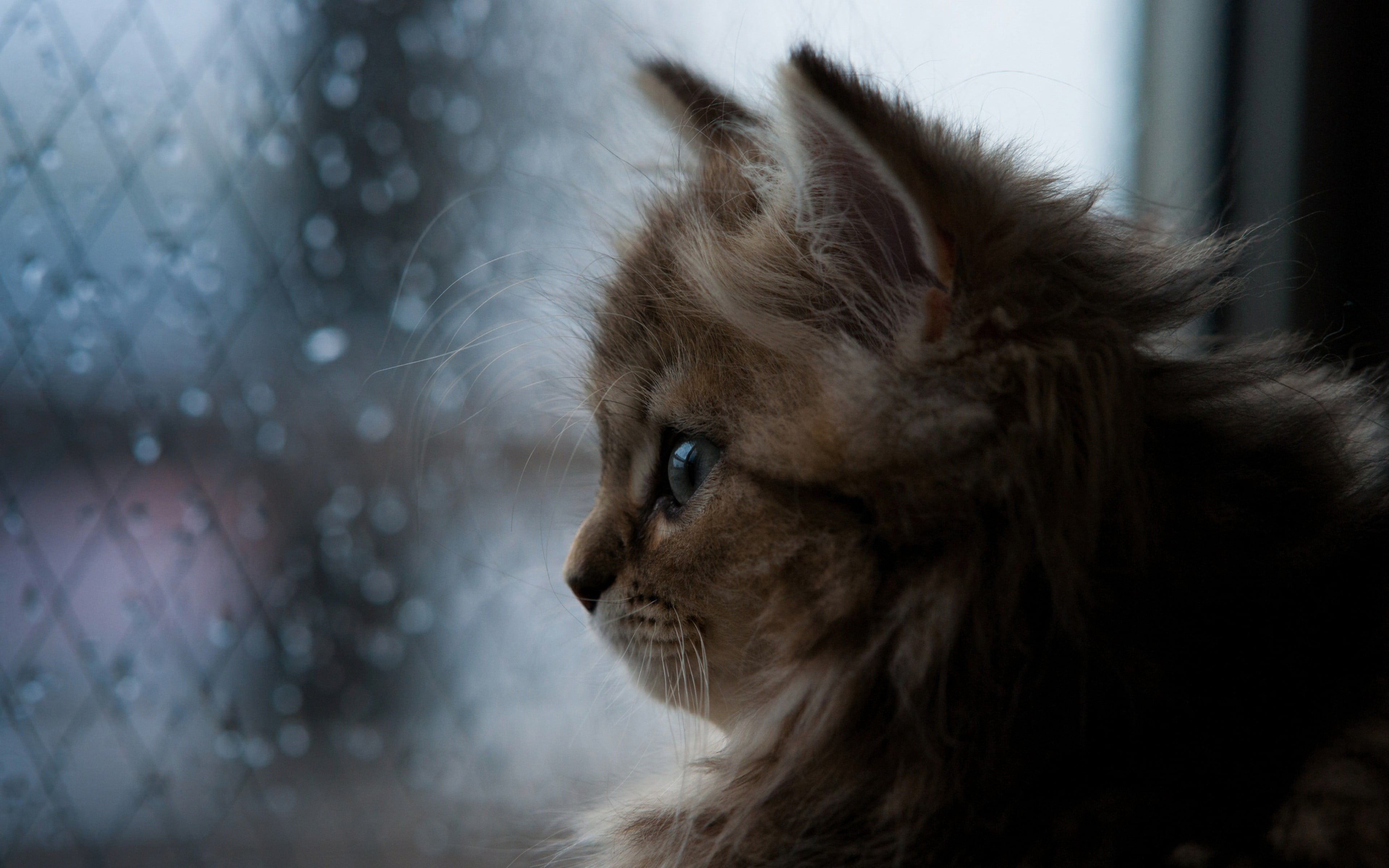 brown kitten orange and white Persian cat bokeh window water drops 2k 4k