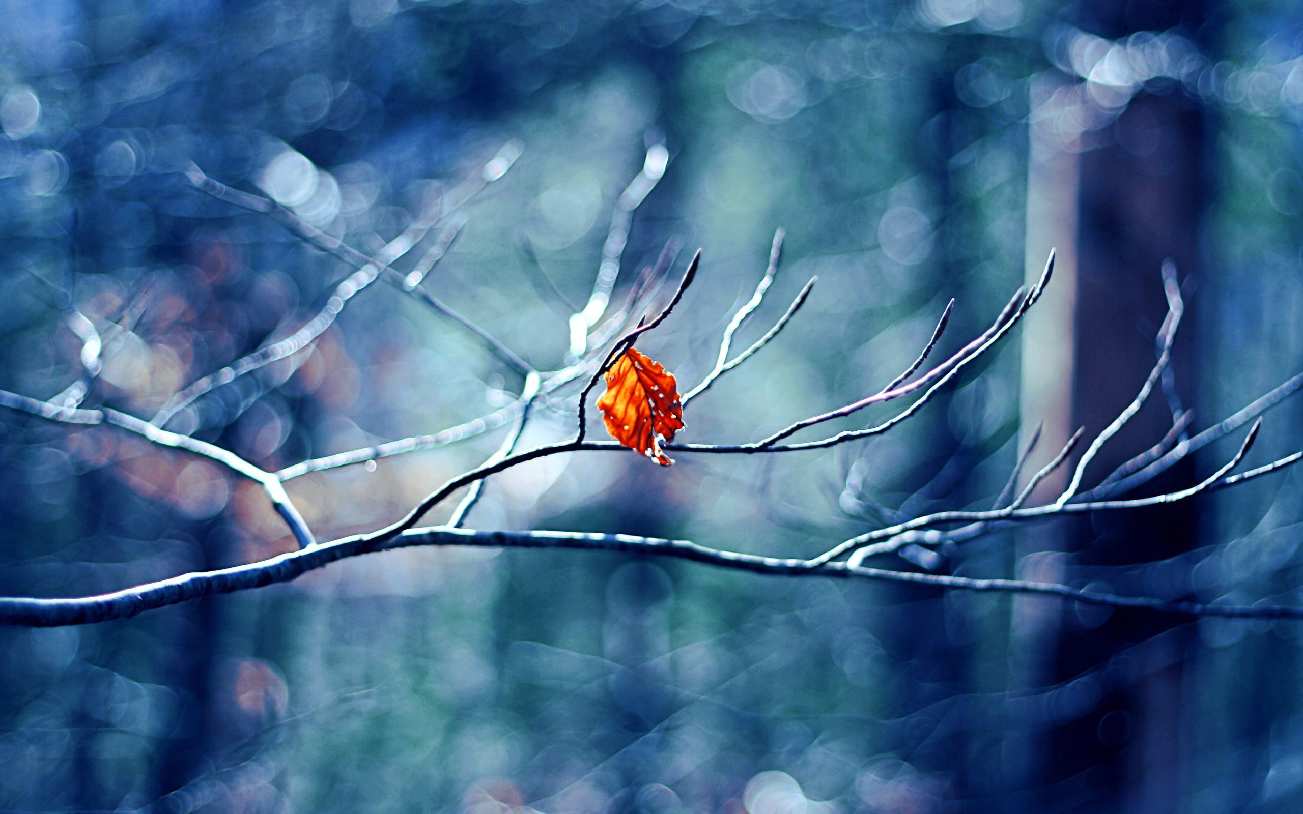 brown leaf leaves twigs depth of field bokeh macro plants 2k