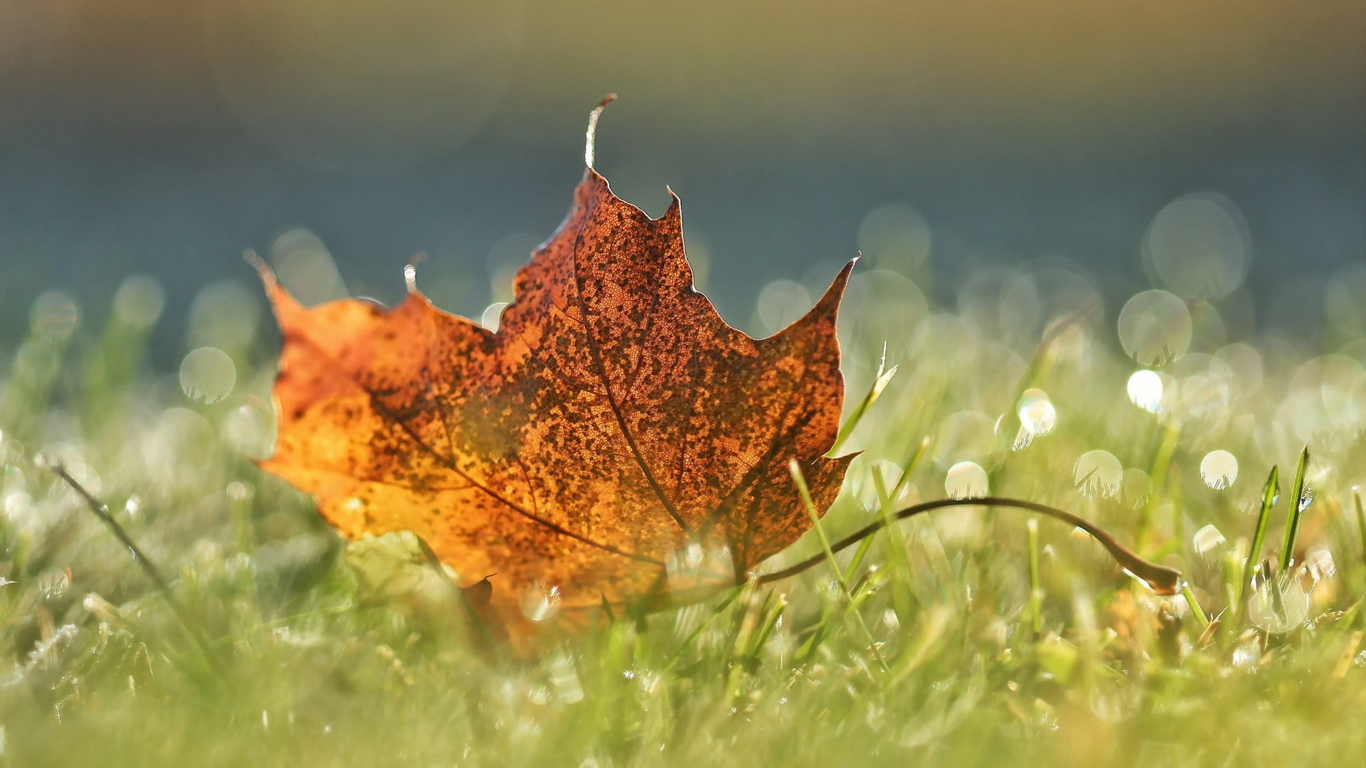 brown maple leaf nature leaves macro water drops 2k