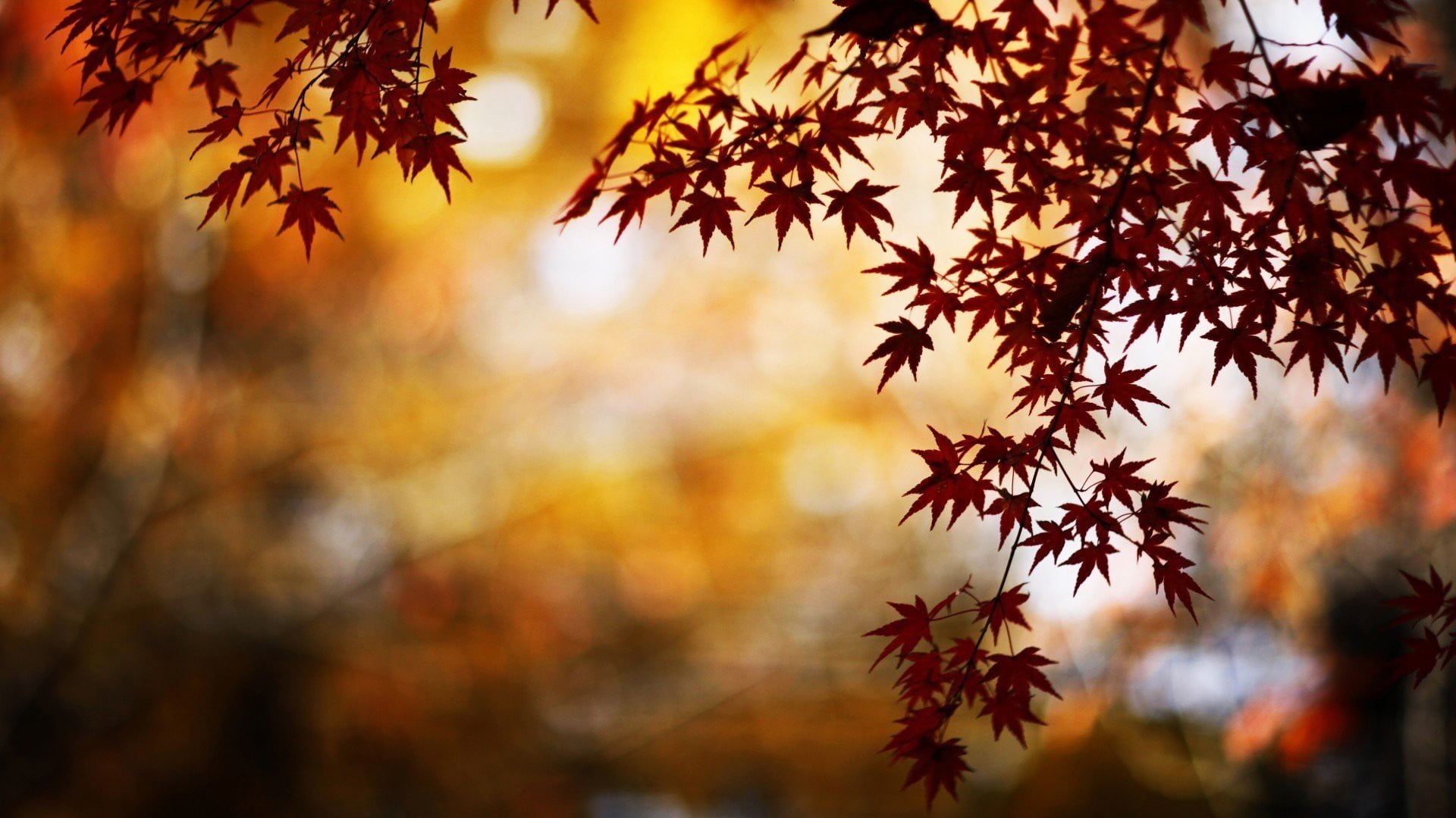 brown maple plant bokeh photography of tree nature trees 2k