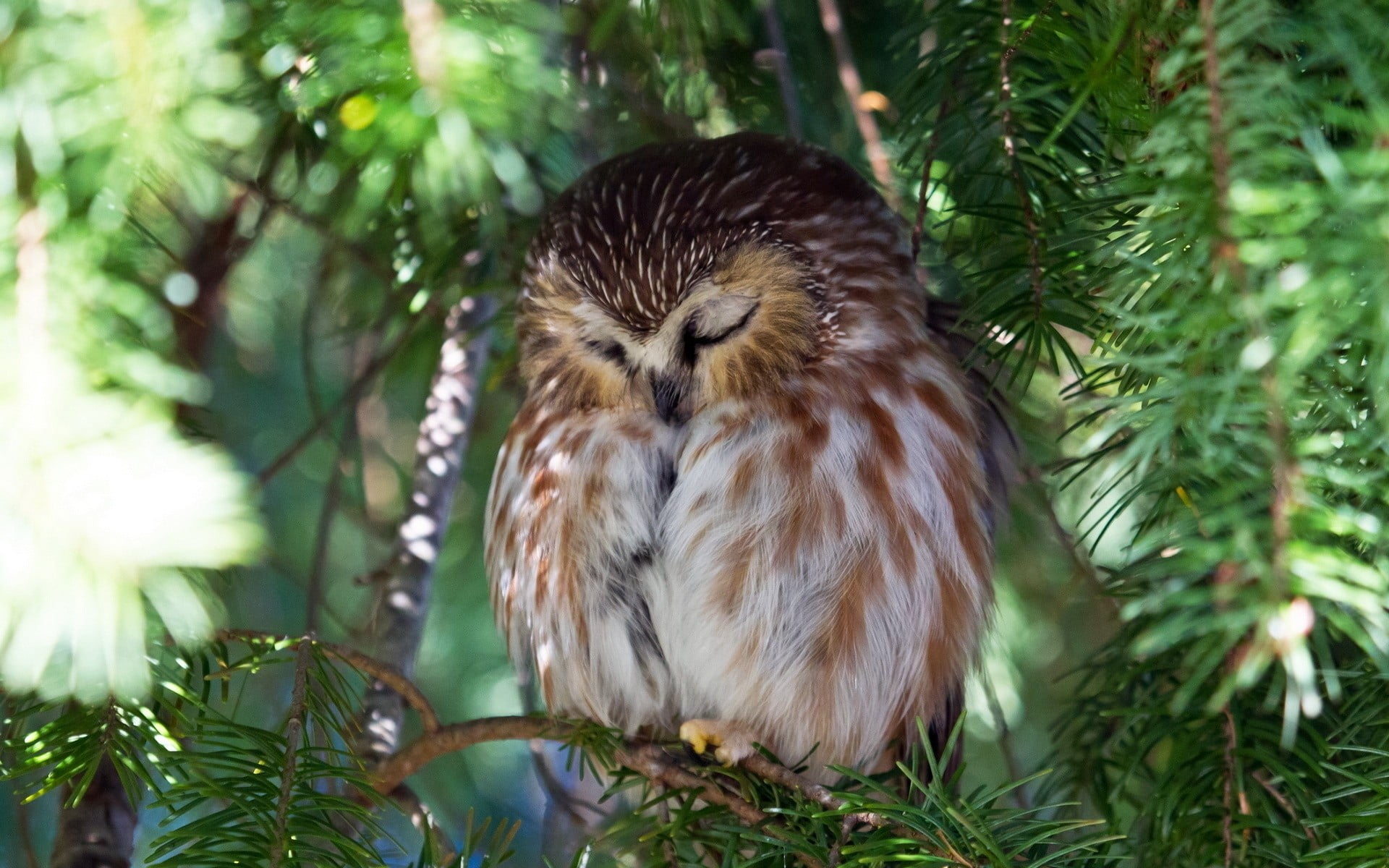 brown owl nature sleeping bokeh birds pine trees animal 2k