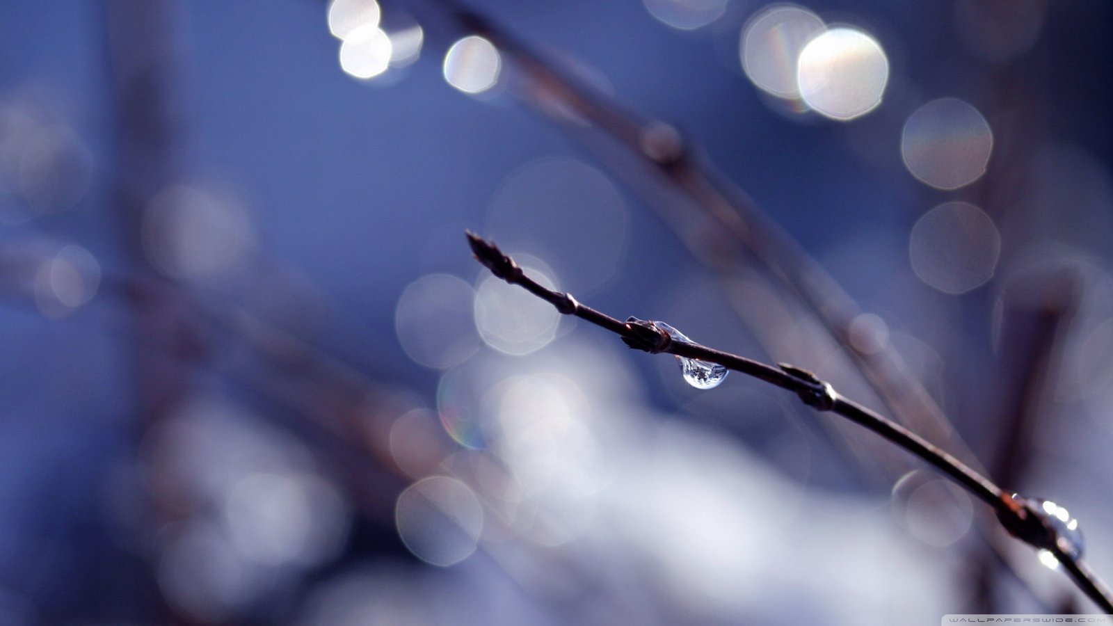 brown plant stem with water droplet nature macro 2k