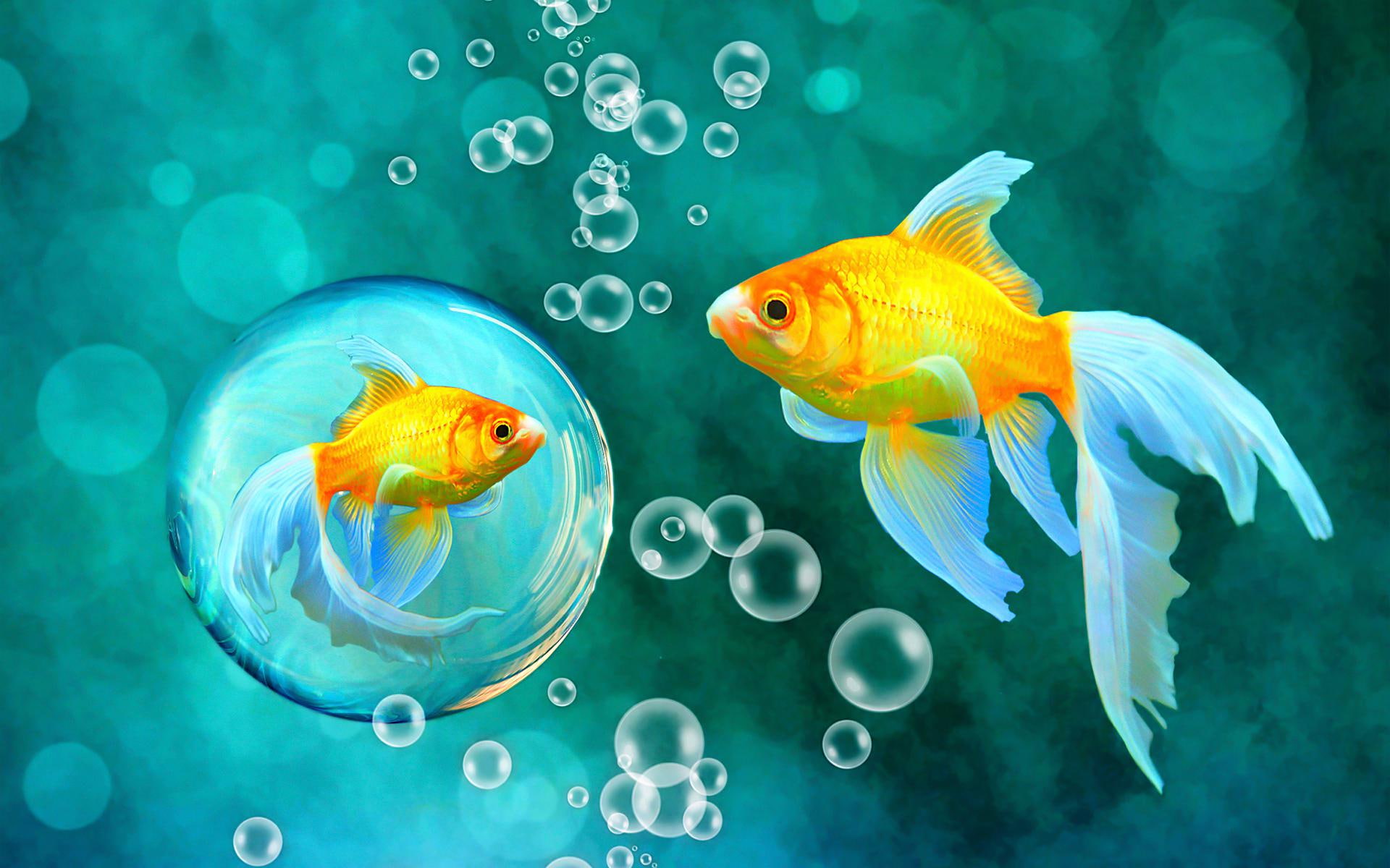 Bubbles Goldfish Blue Bokeh Sea Fish Fishes Underwater Water Gold Desktop 2k