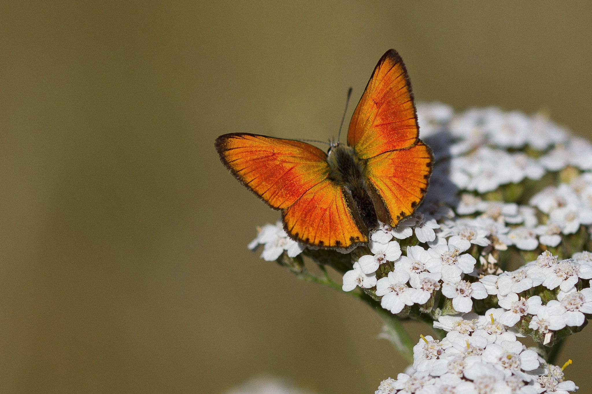 butterfly white flowers bokeh animals nature macro 2k
