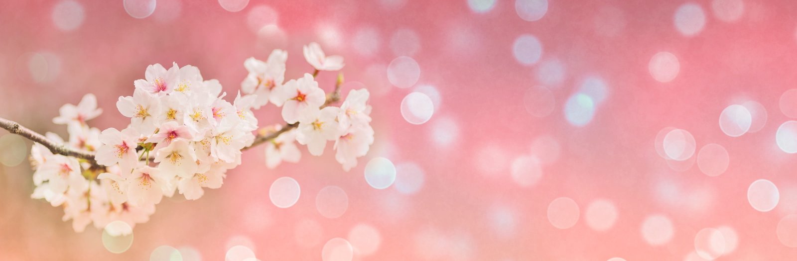 cherry blossoms spring bokeh banner header landscape pink 2k