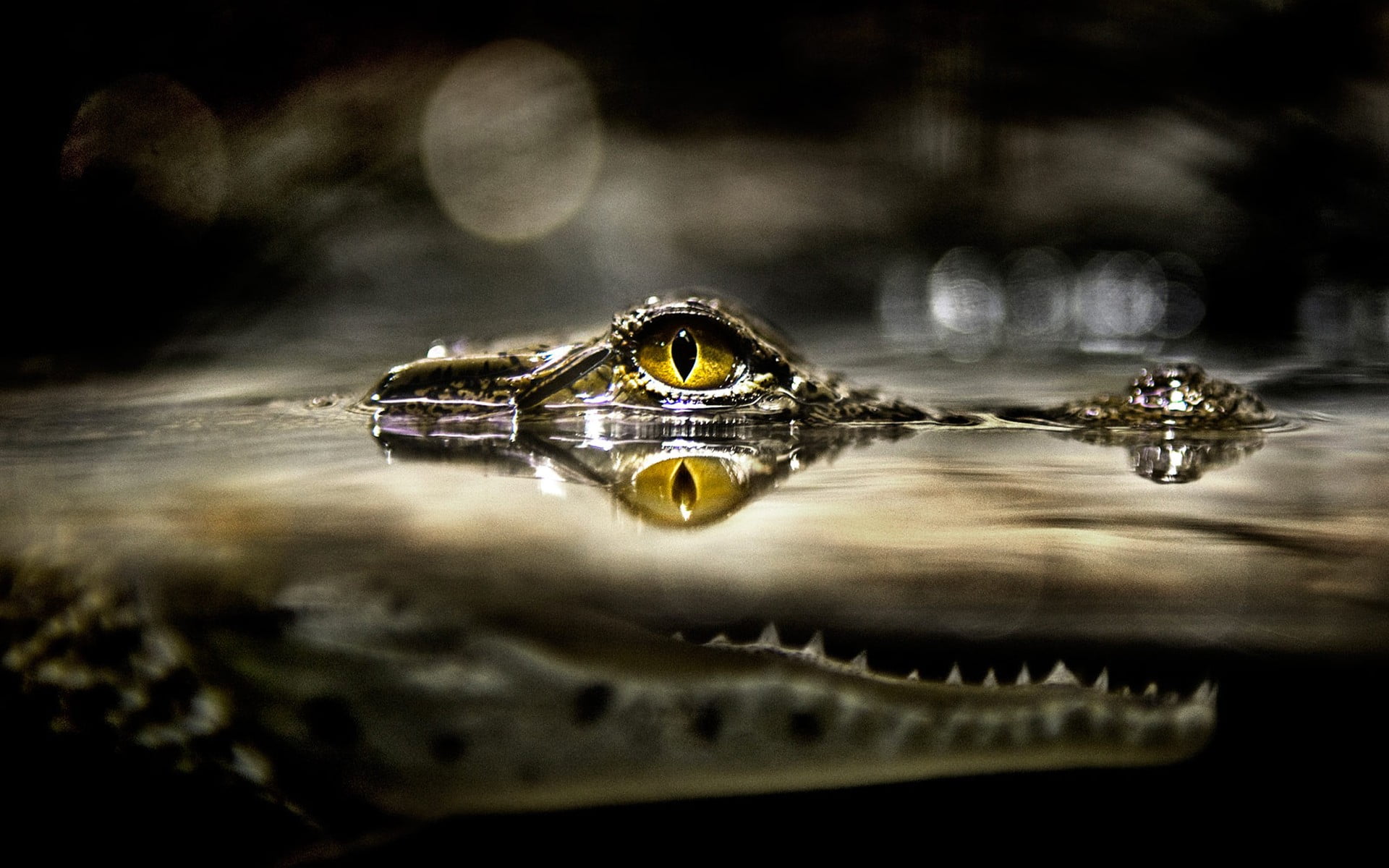 crocodile eye photo split view alligators reptiles water 2k