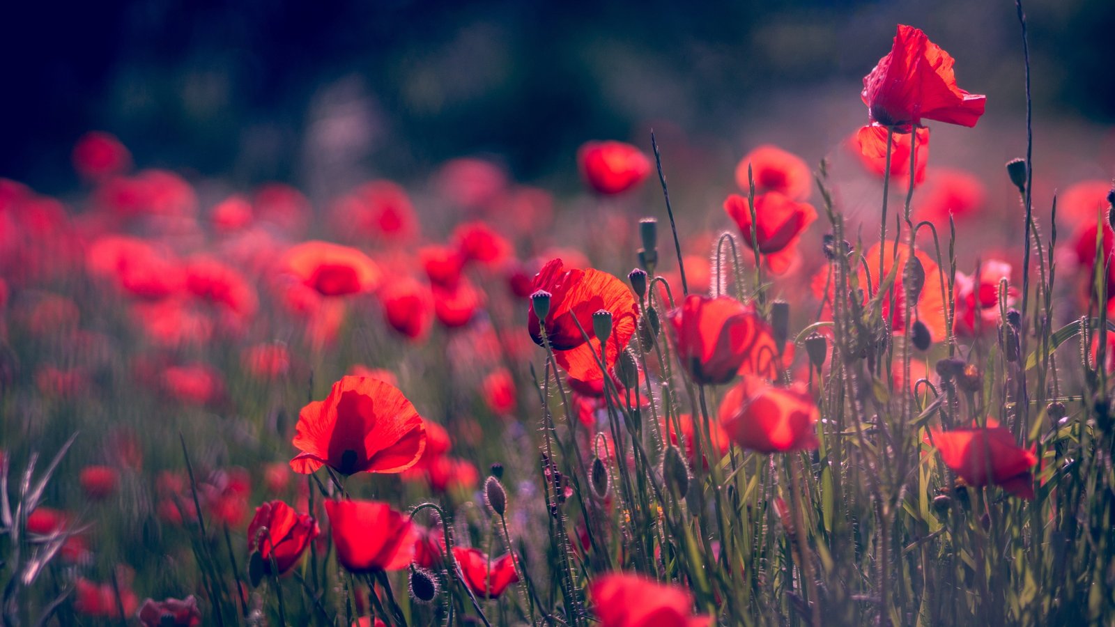 field summer flowers background glade Mac Maki blur 2k 4k 5k