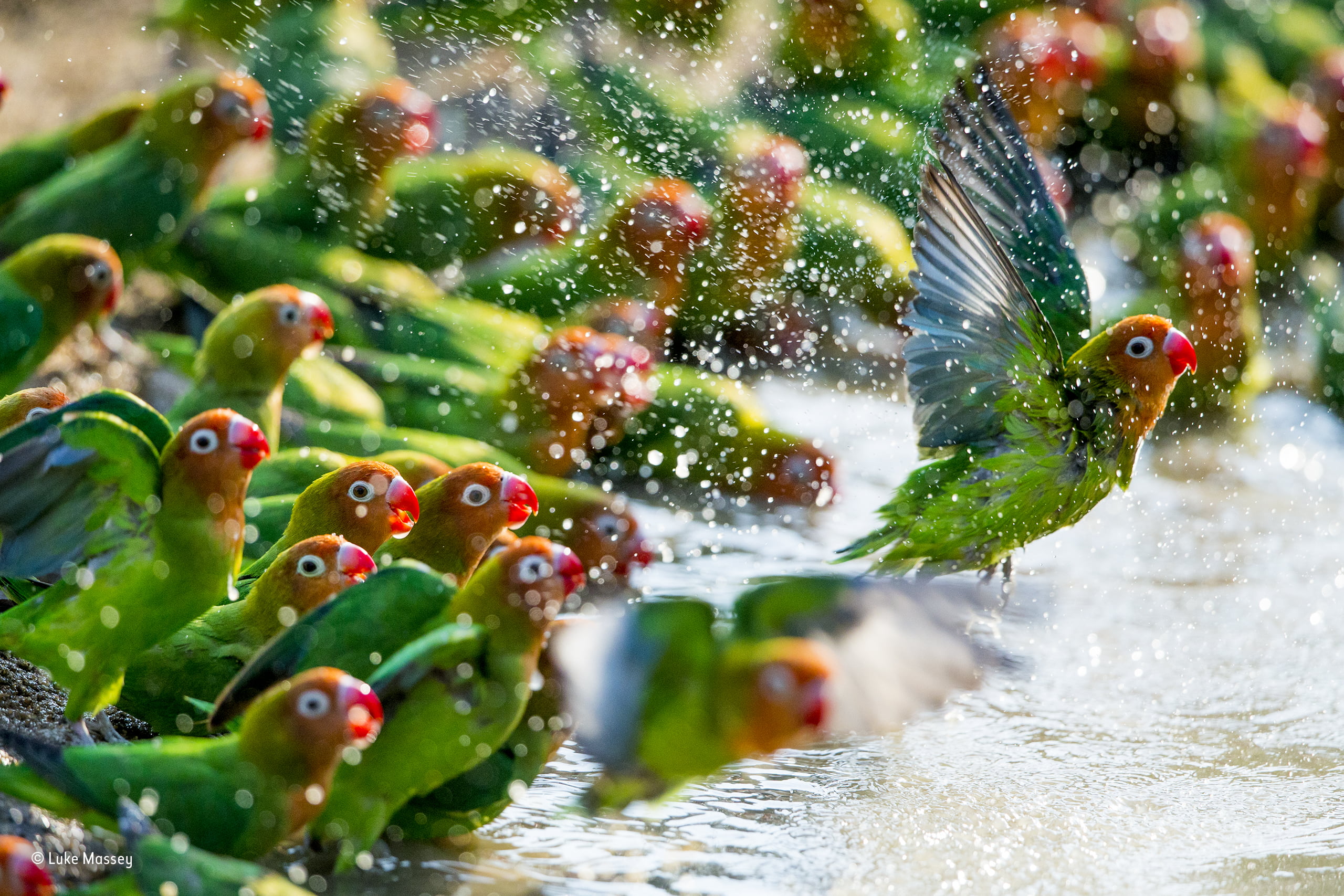 flock of lovebirds nature animals parrot water drops 2k