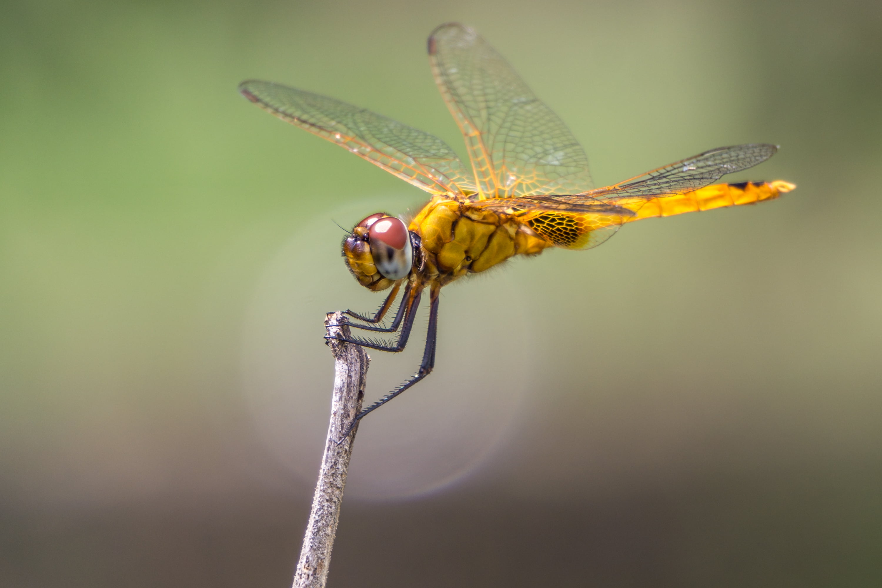 focus photography of yellow dragonfly sel Extension Tube 2k