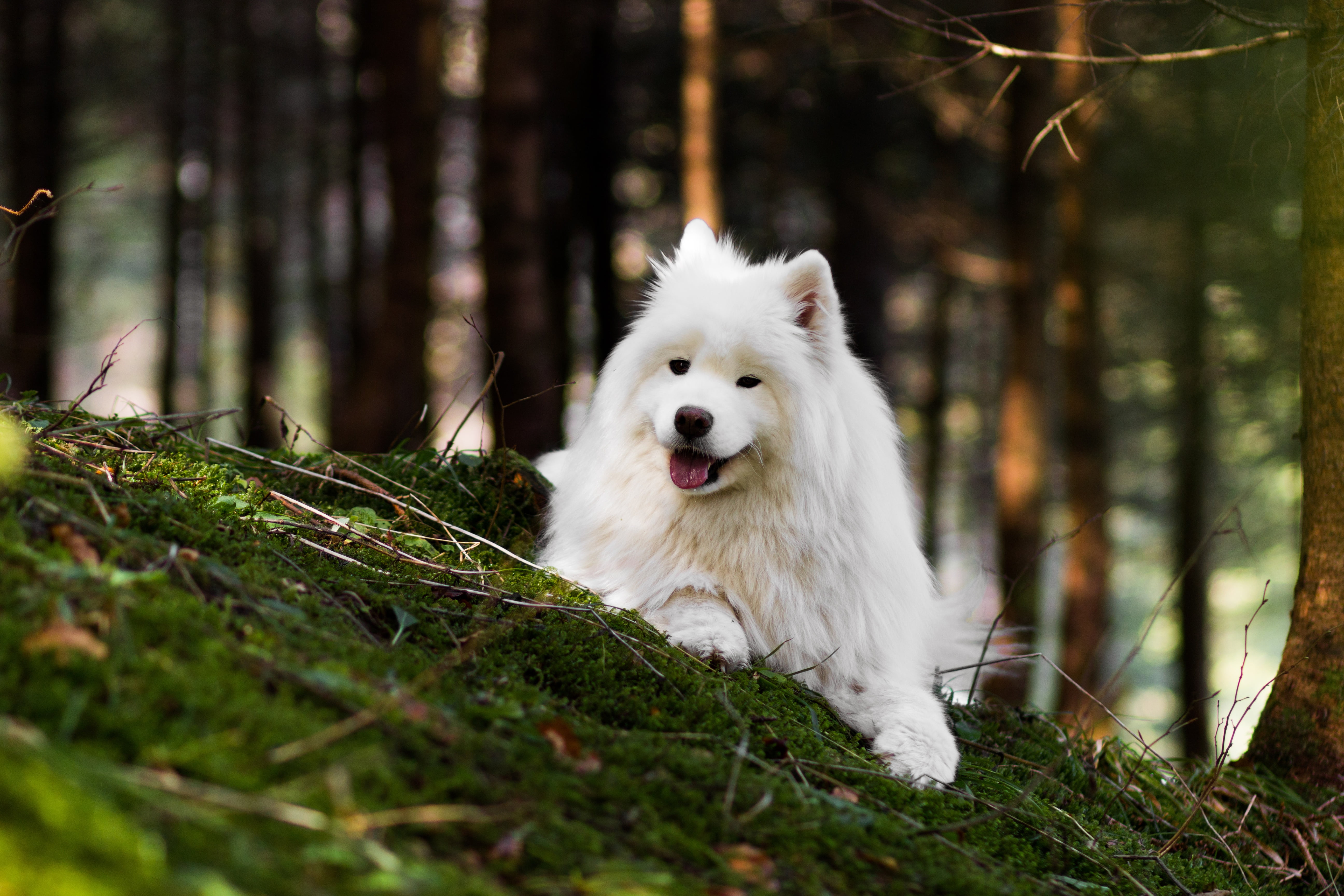 forest language nature dog bokeh Samoyed 2k 4k 5k