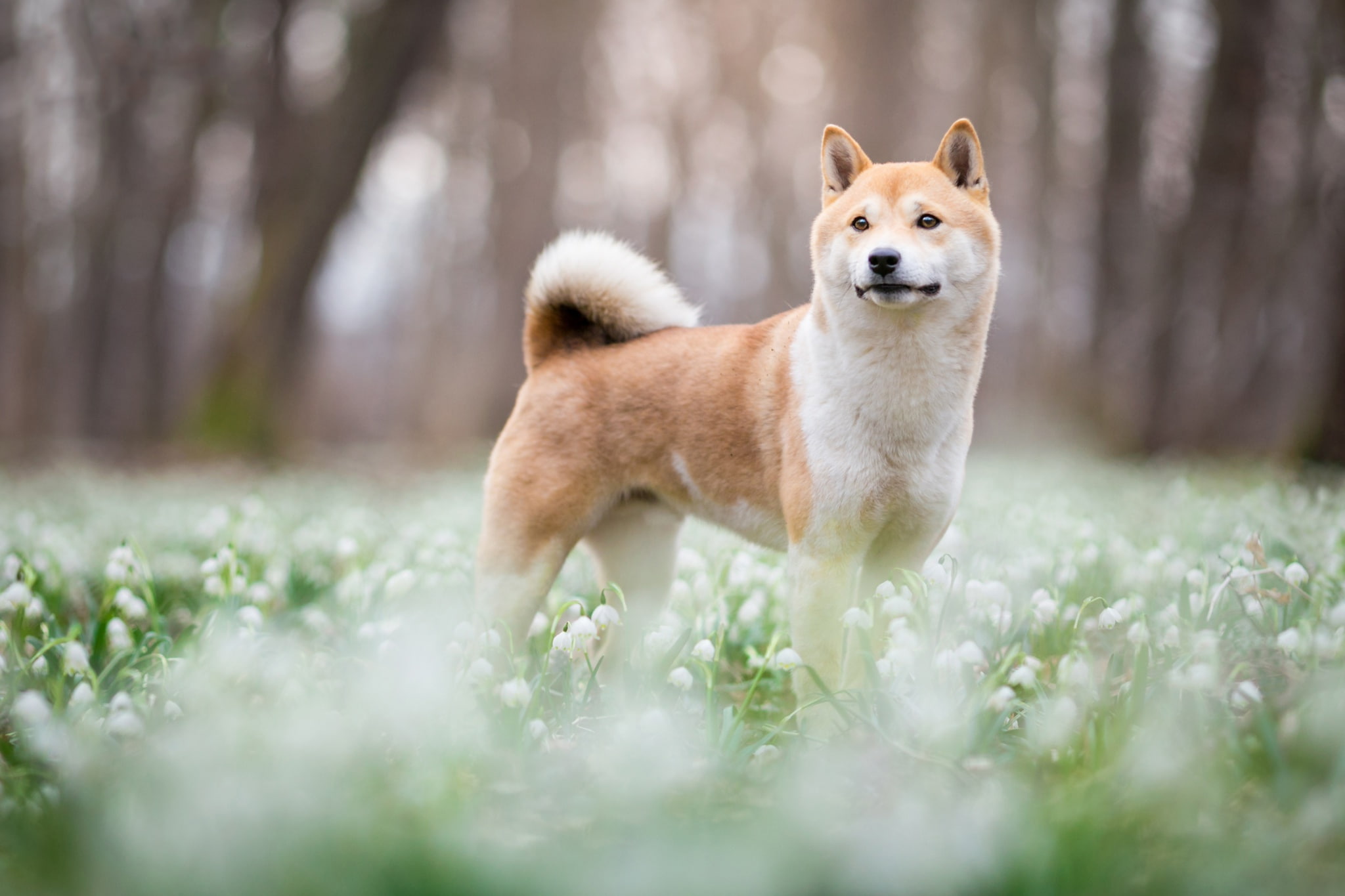 forest look face trees flowers nature Park background 2k