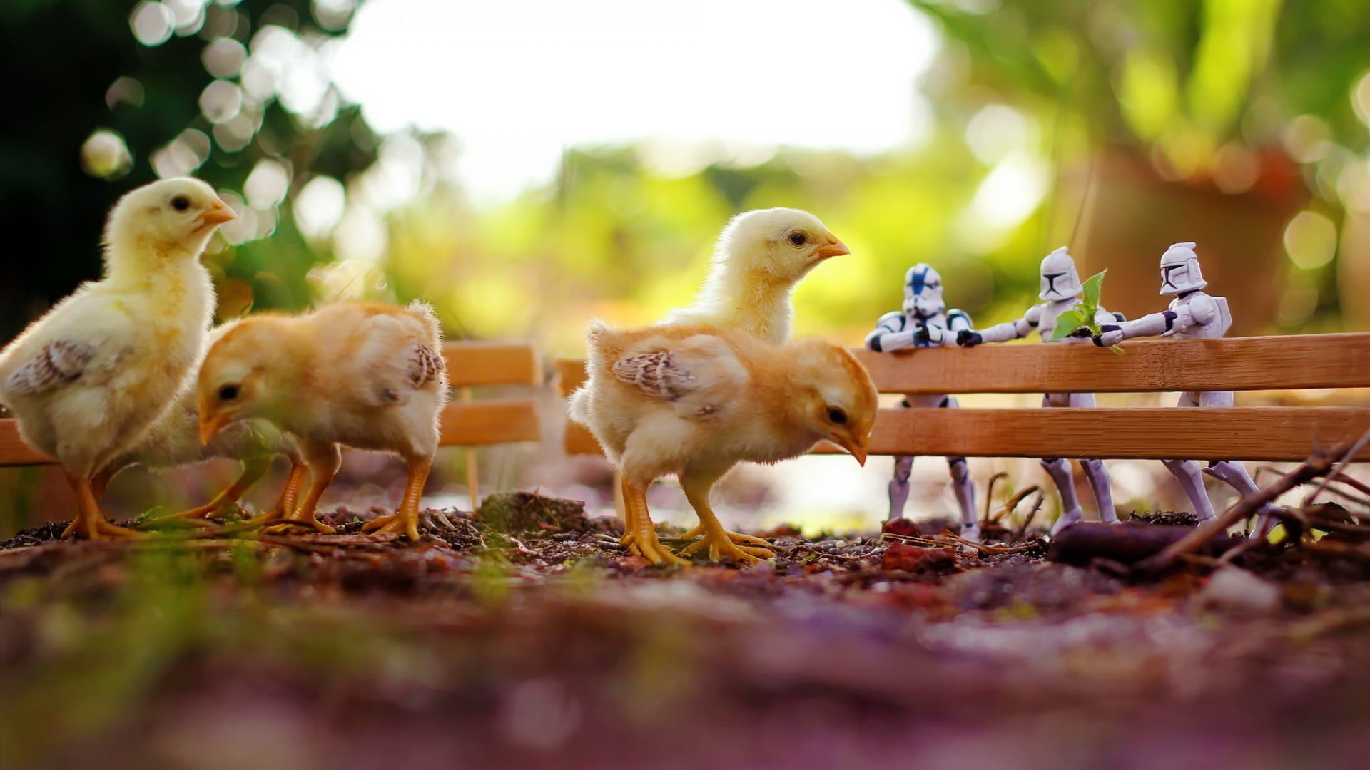 four yellow chicks chickens birds stormtrooper fence toys 2k