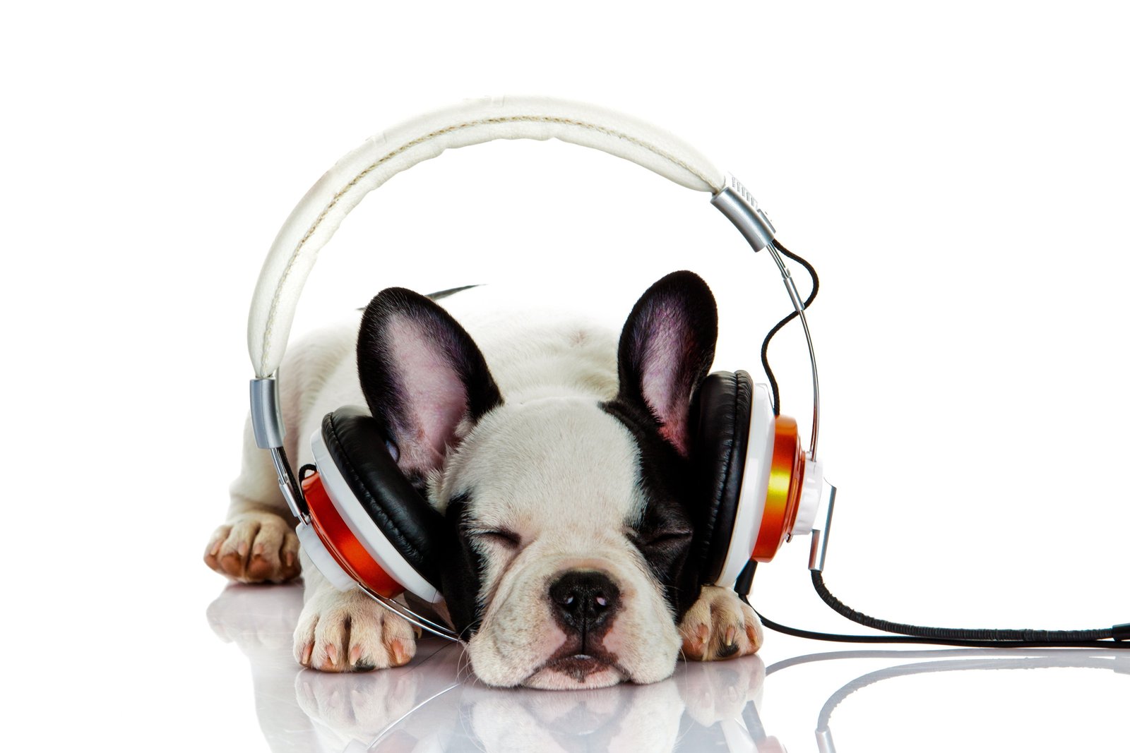 French bulldog Listening to music bokeh headphones beautiful background 2k 4k 5k