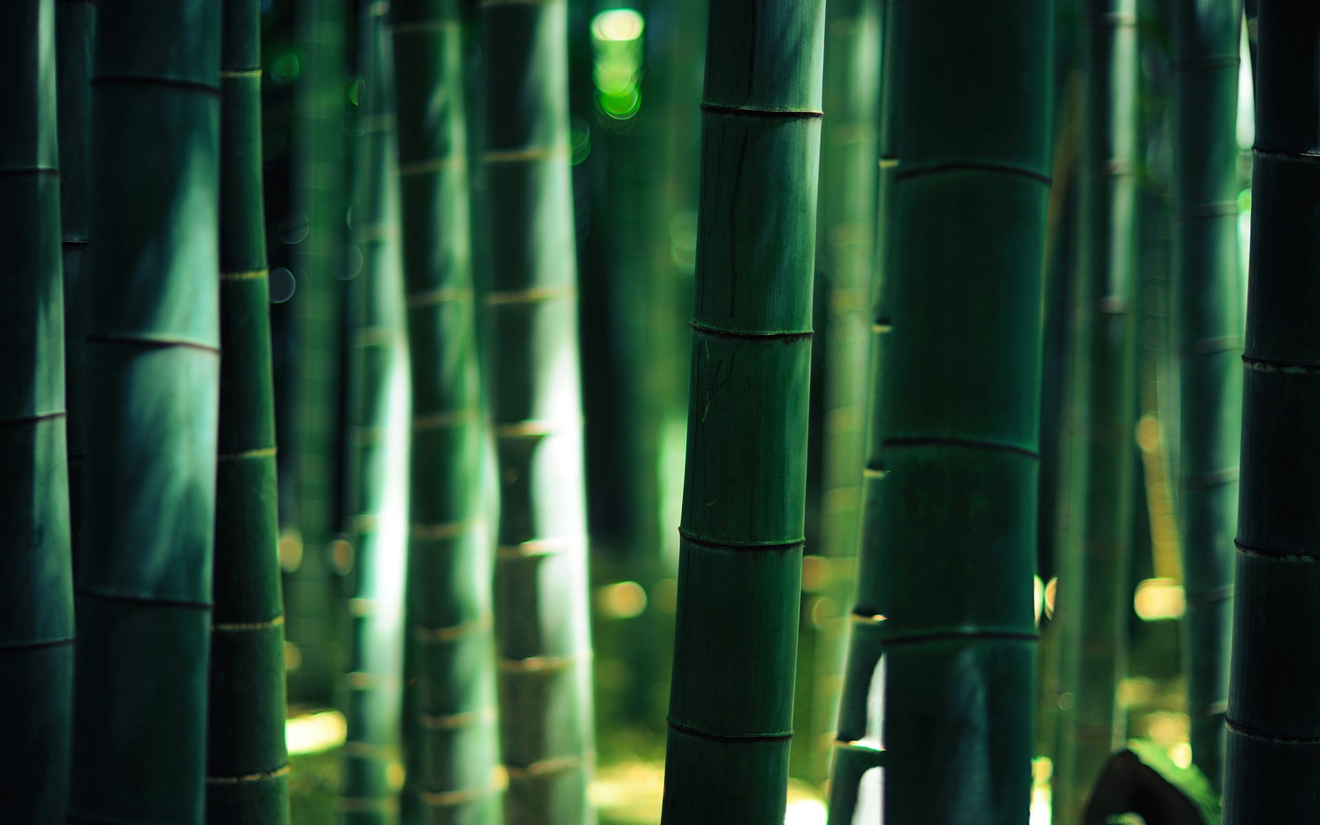 green bamboo untitled wood bokeh forest lights Plant 2k