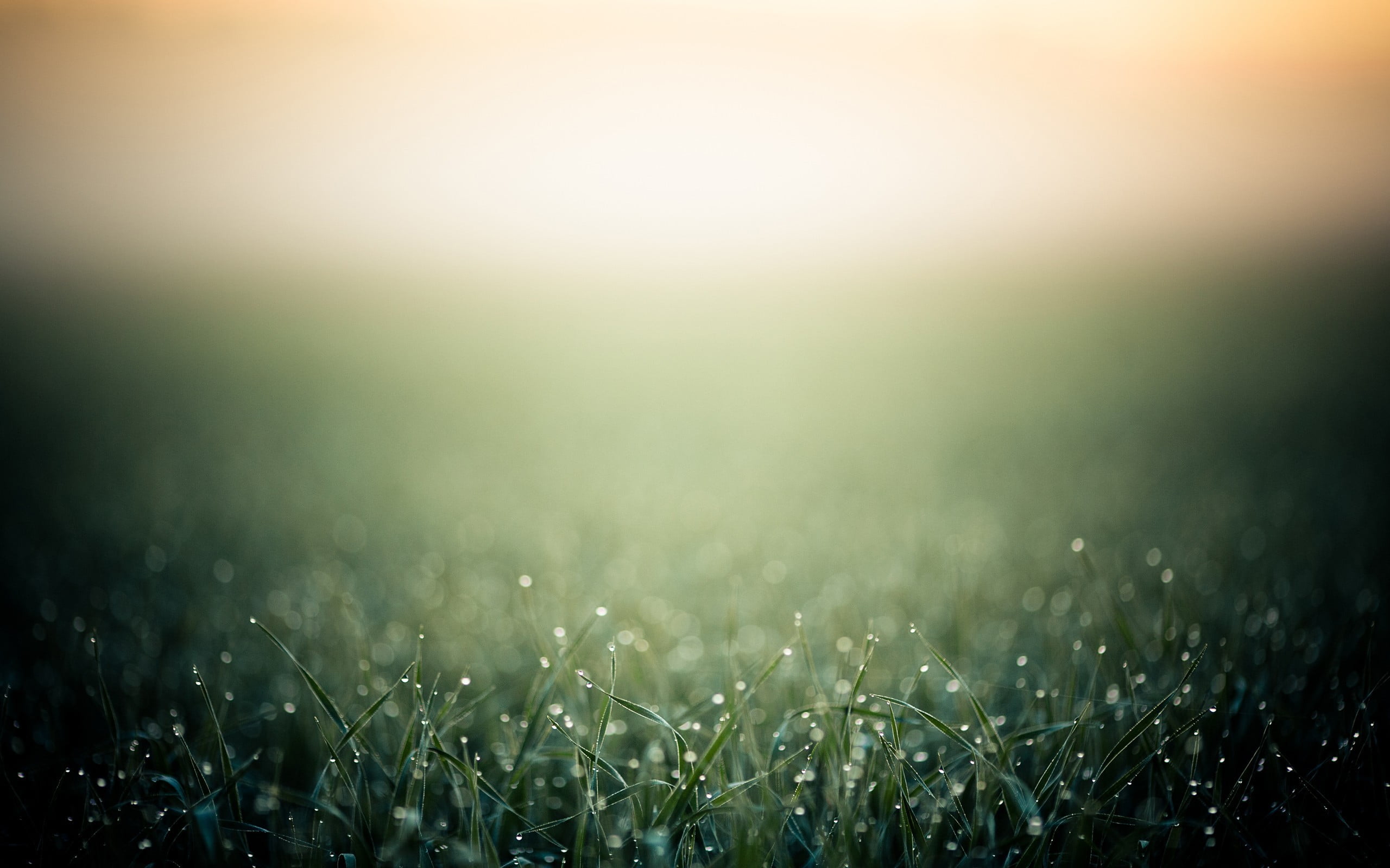 green grass depth of field photo manipulation bokeh macro 2k