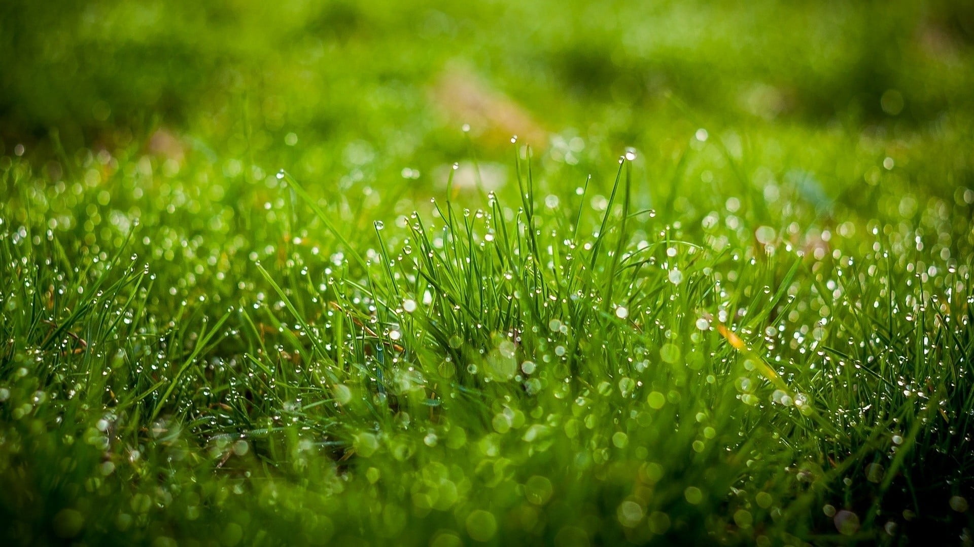 green grass with morning dew nature water drops 2k